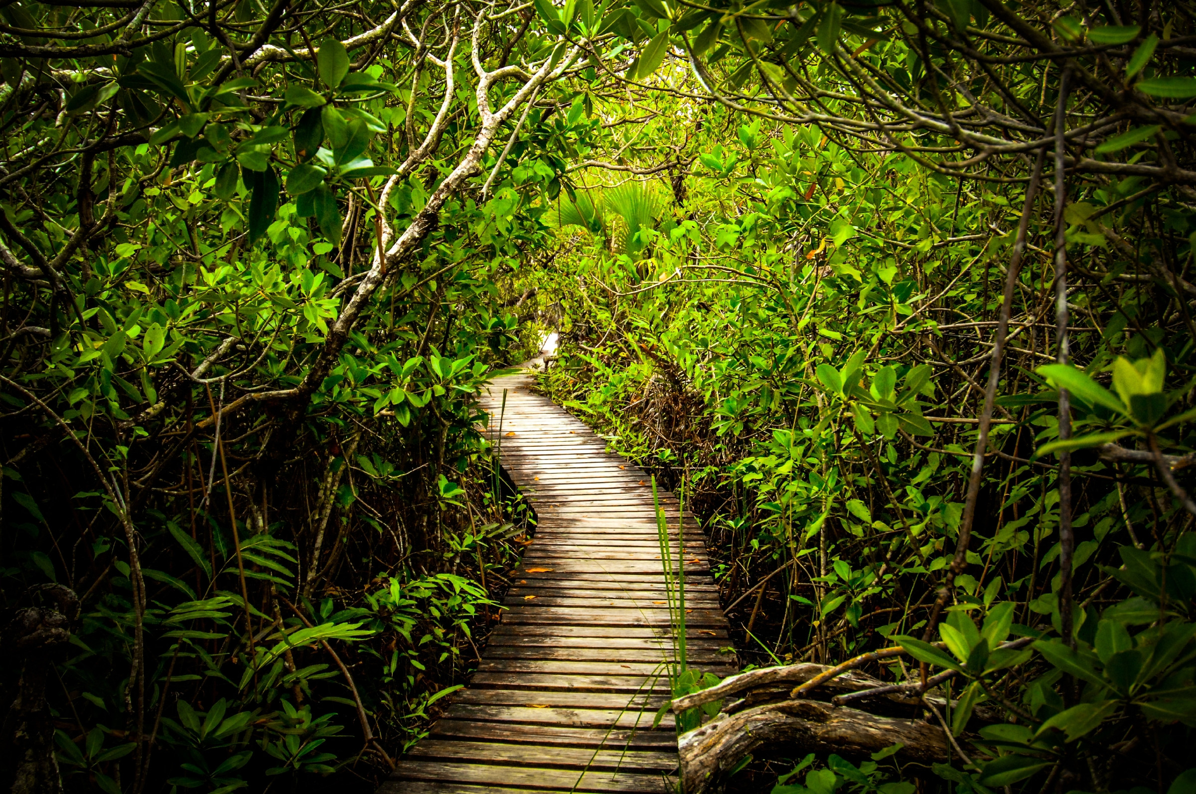Bahamas © Michael Wigle / 500px