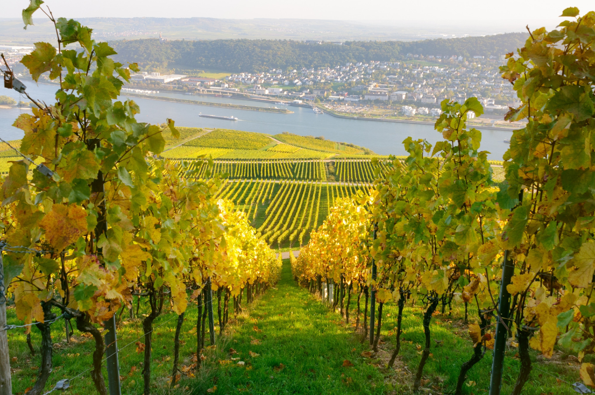 Bingen