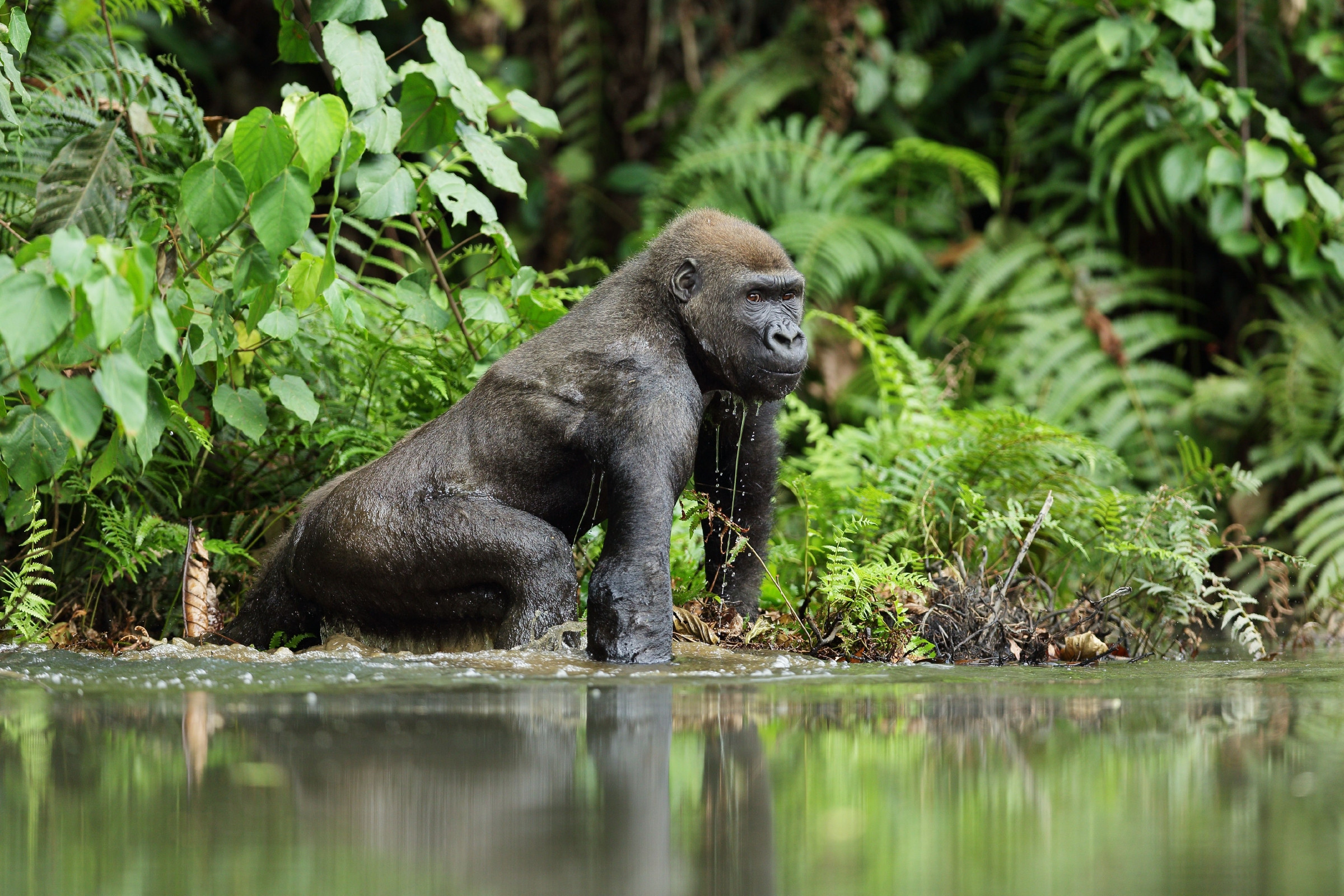 Gabon © Michal Jirous / Shutterstock