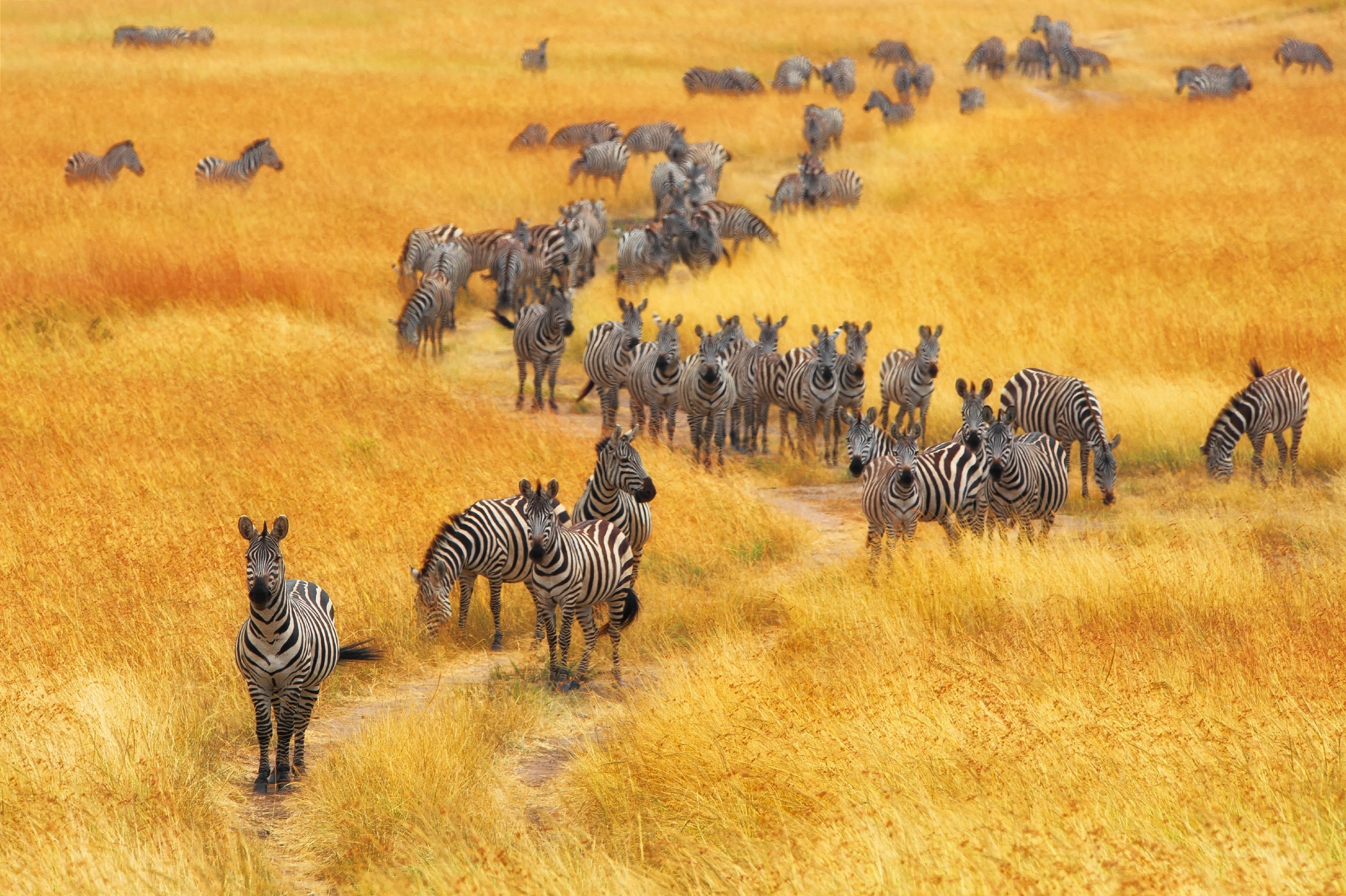 Kenya © Mohammed Alnaser / 500px