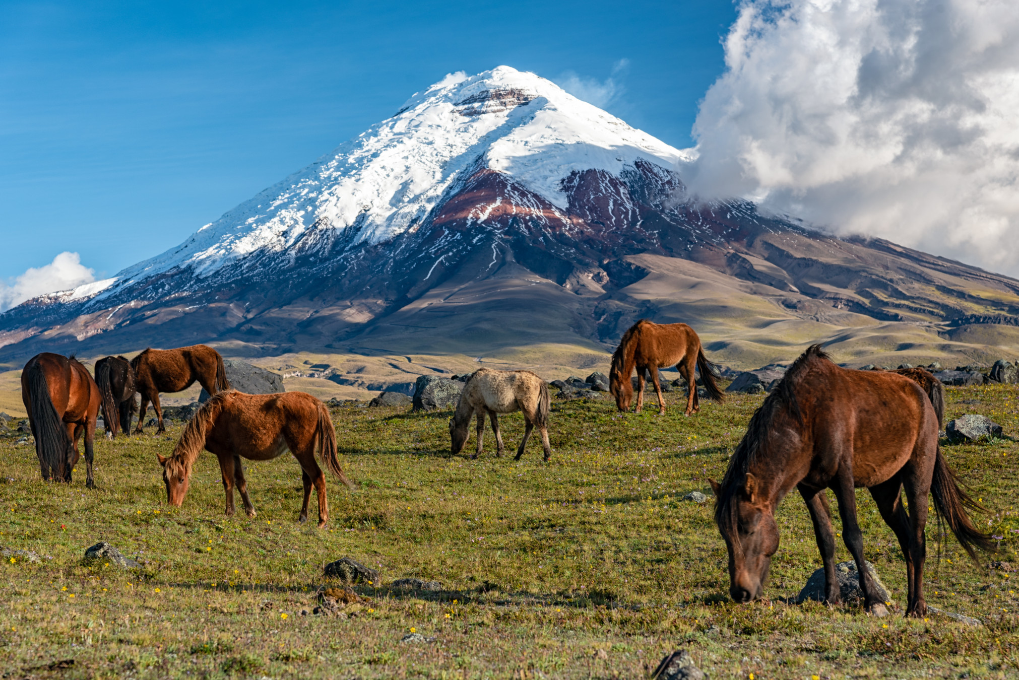 Jonatas Neiva/Shutterstock