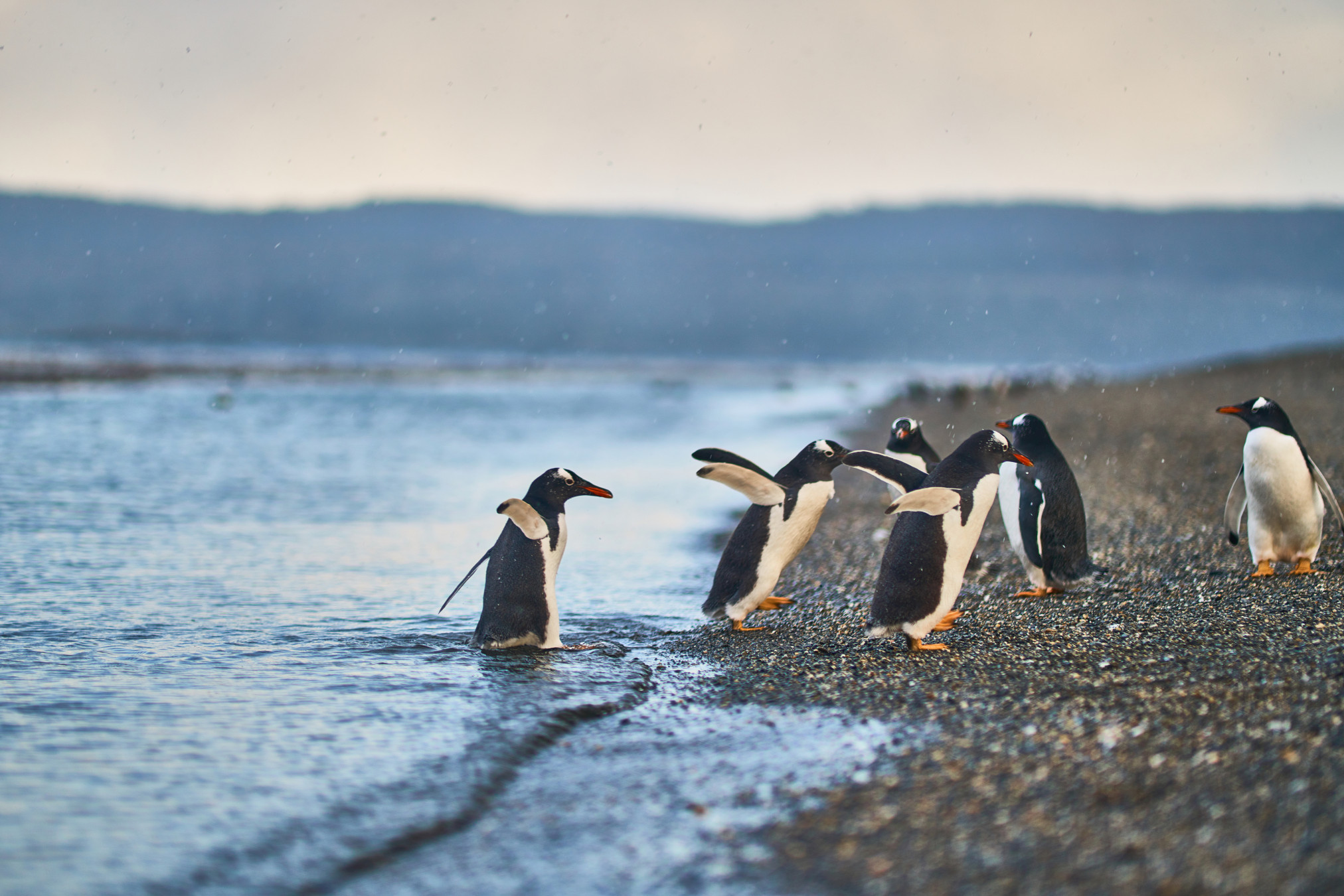 Ionov Vitaly/Shutterstock