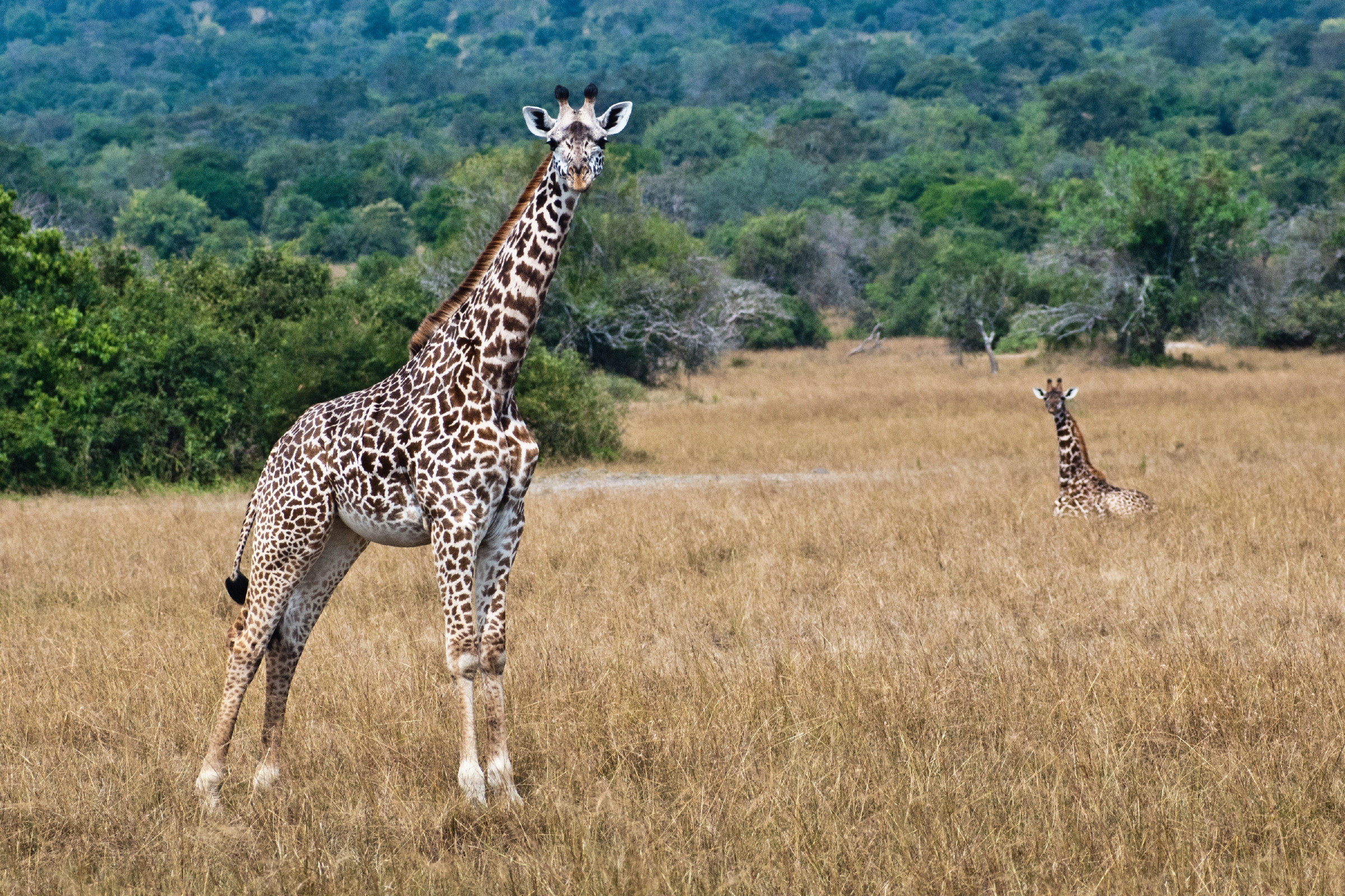Ruanda © David Vogt / Shutterstock