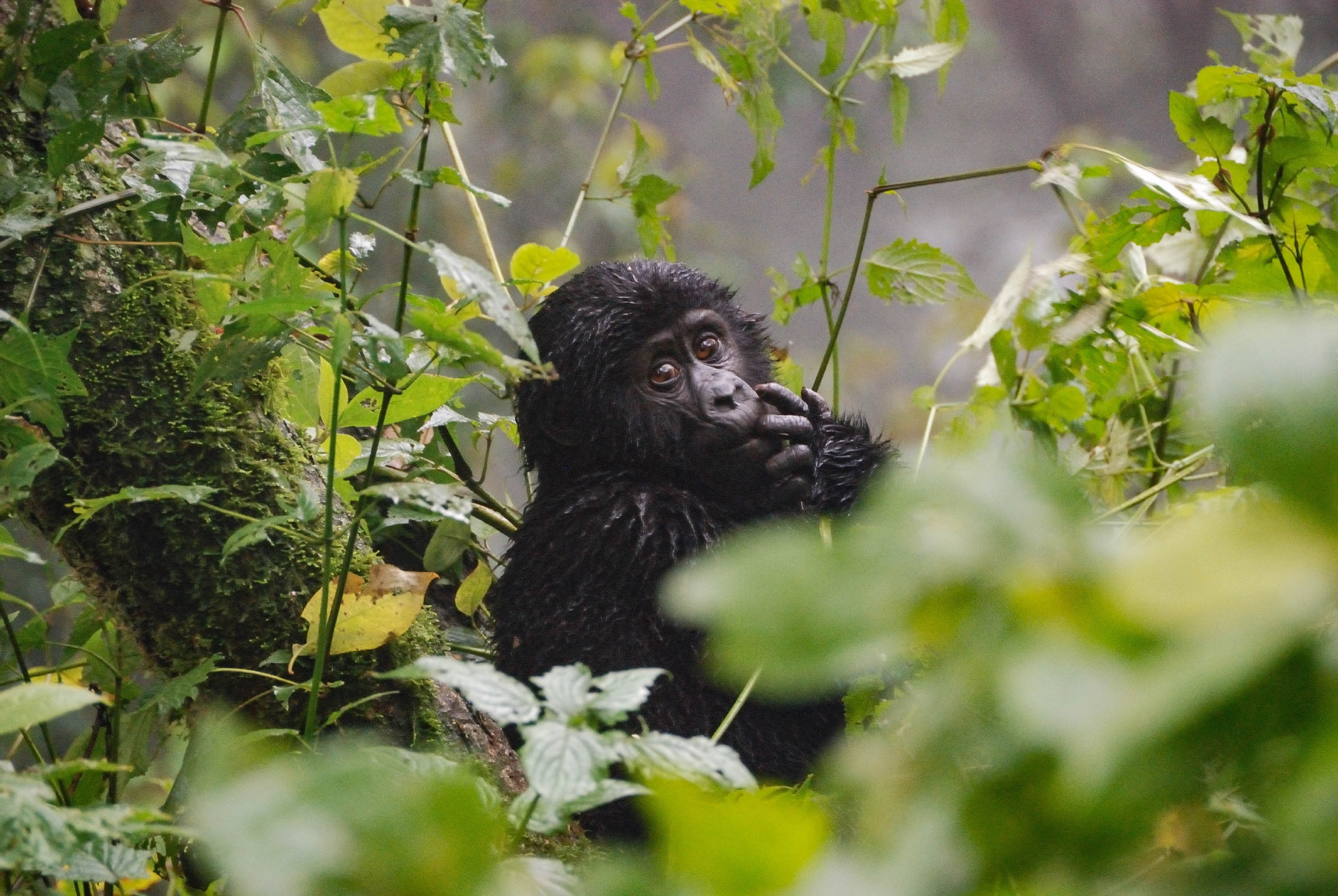 Uganda © mick789 / Getty Images