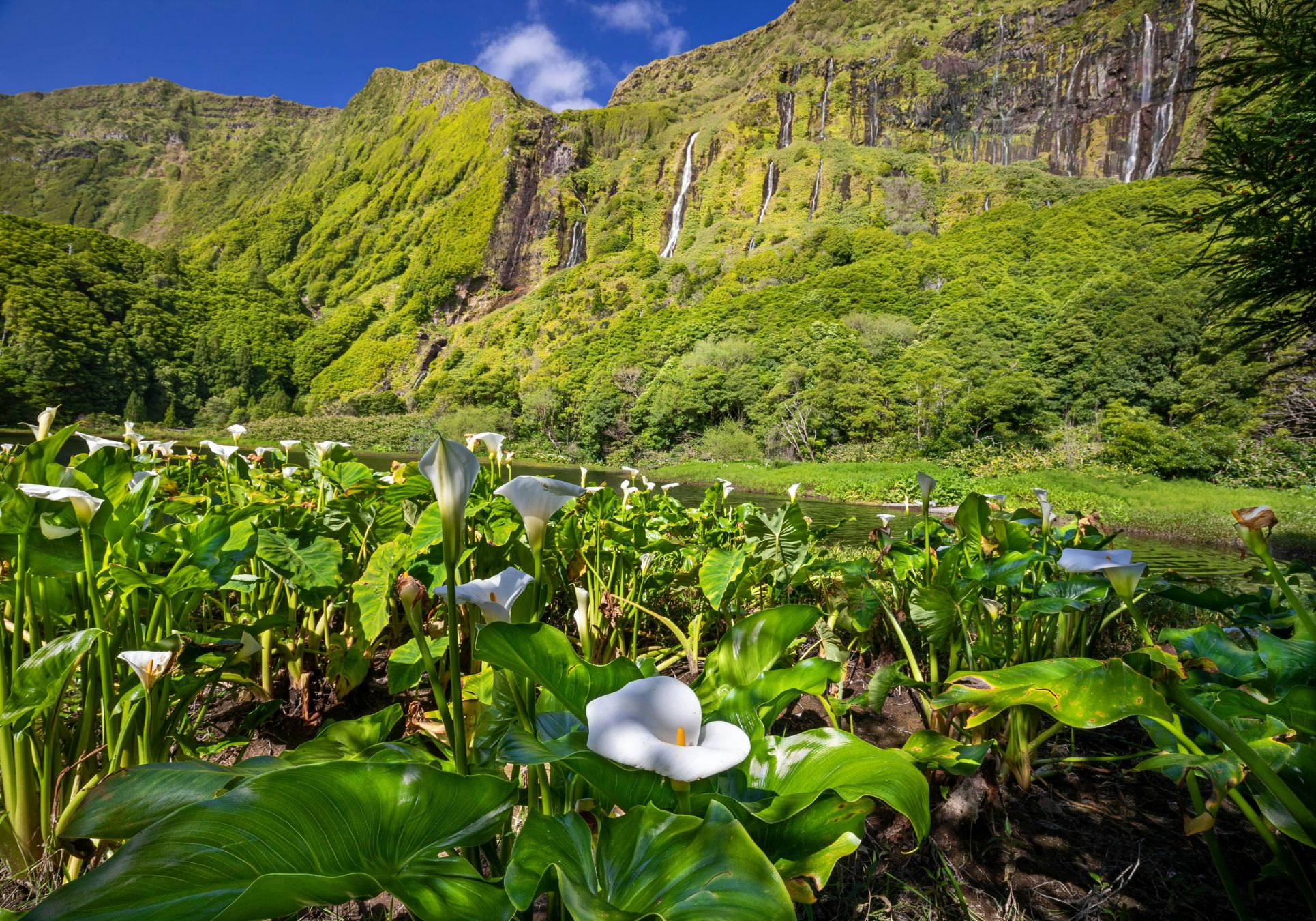 Lo spettacolo della natura a Flores. © tane-mahuta / Getty Images