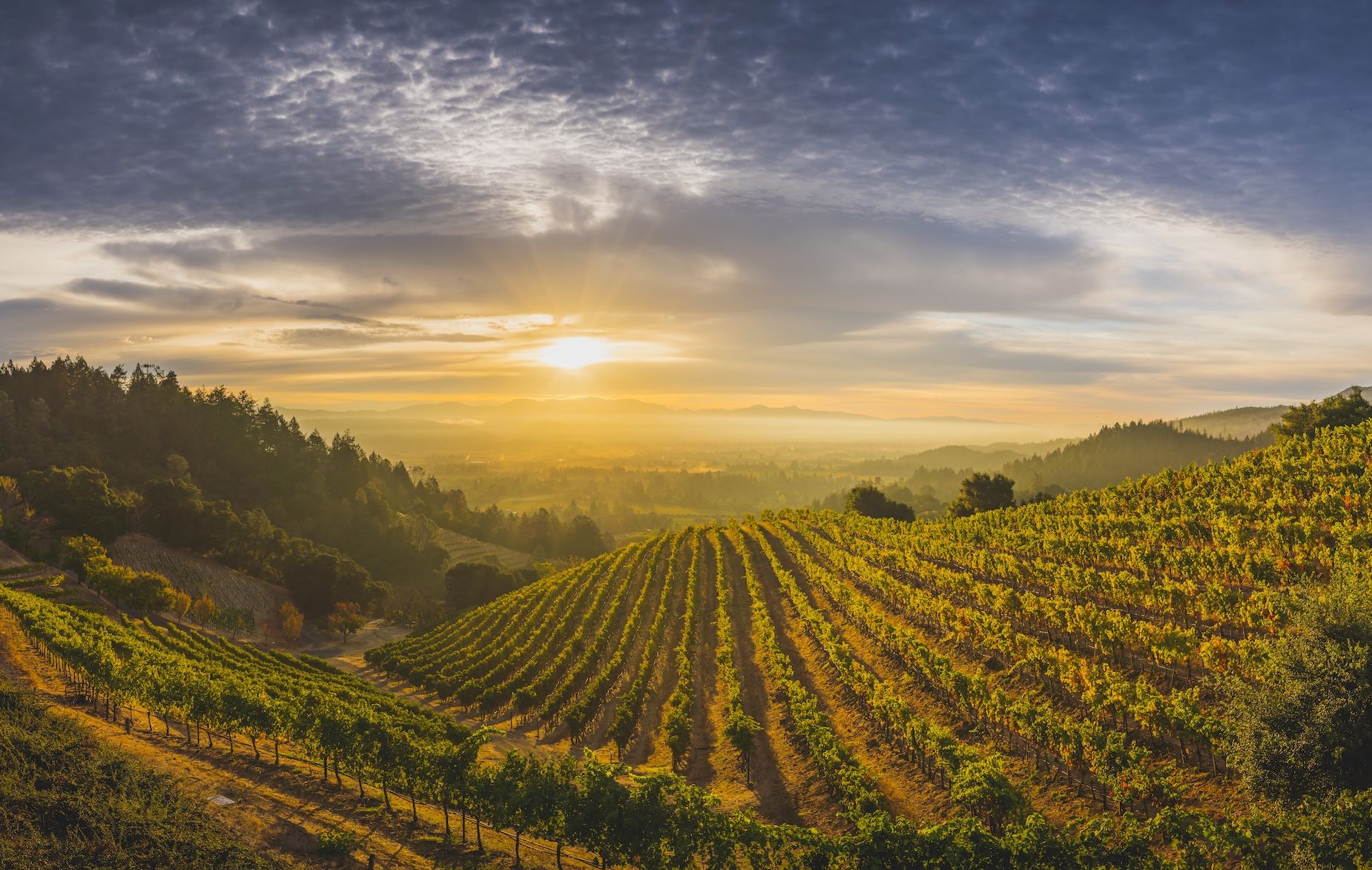 Newton Vineyard, St Helena, Napa Valley, California. Credits David H. Collier / Visitcalifornia.com