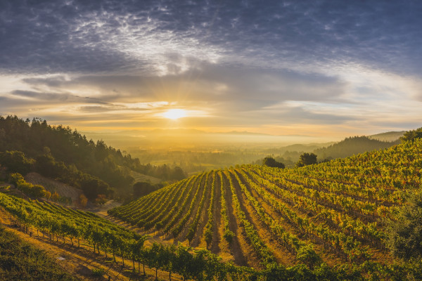 Newton Vineyard, St Helena, Napa Valley, California. Credits David H. Collier / Visitcalifornia.com