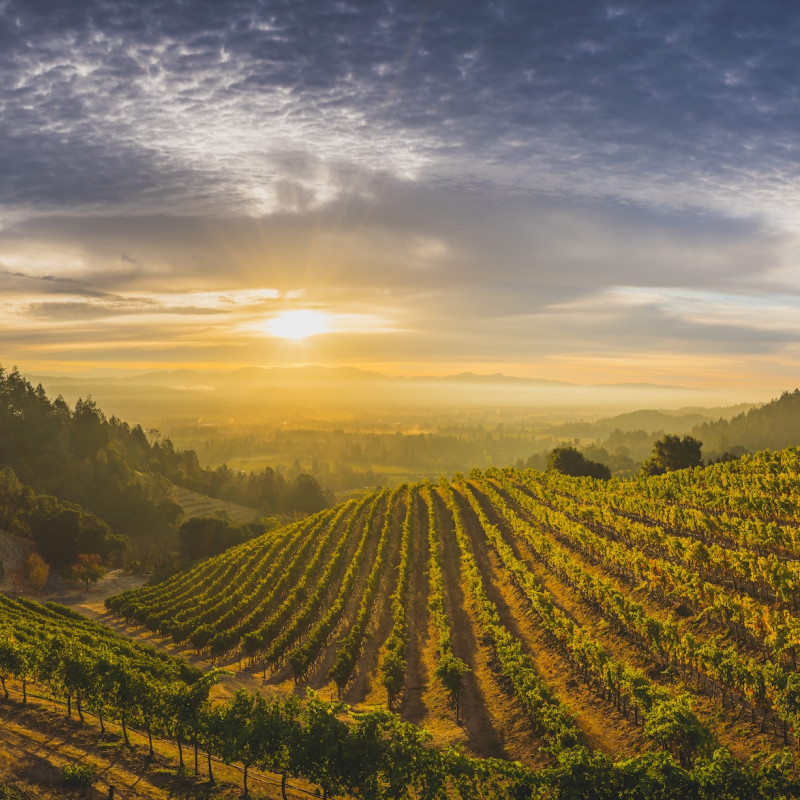 Newton Vineyard, St Helena, Napa Valley, California. Credits David H. Collier / Visitcalifornia.com