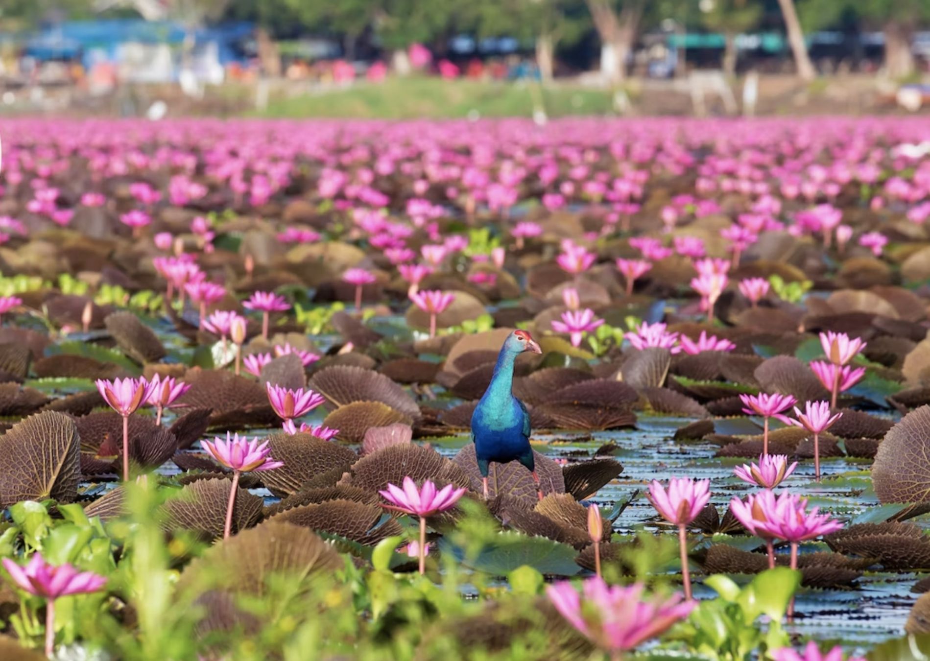 Lago Songkhla