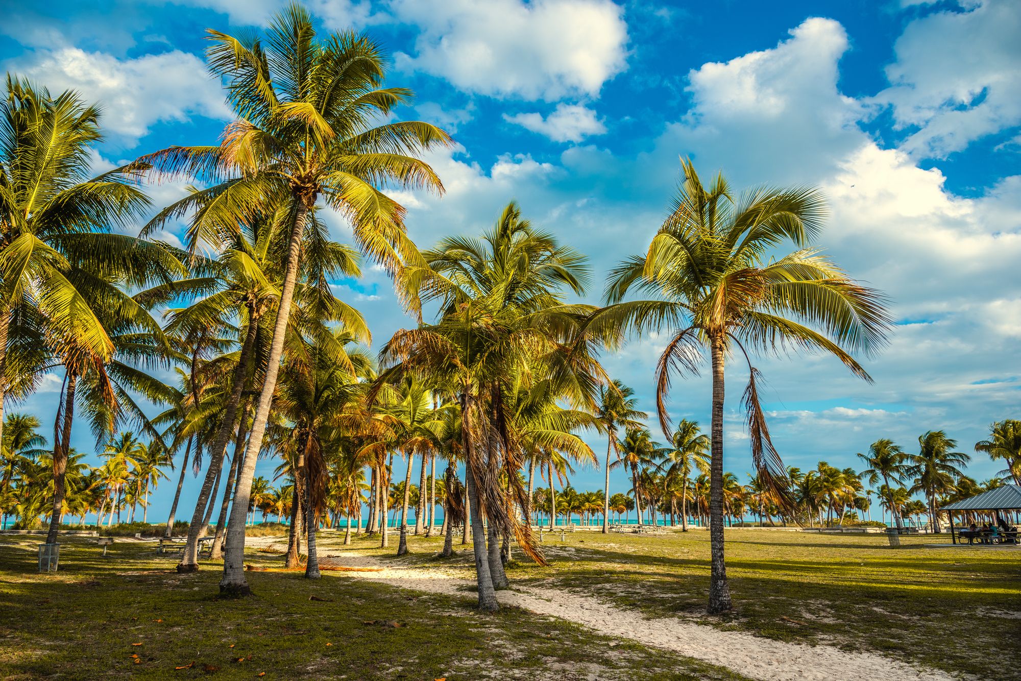Palme al tramonto nel Crandon Park a Key Biscayne, Florida