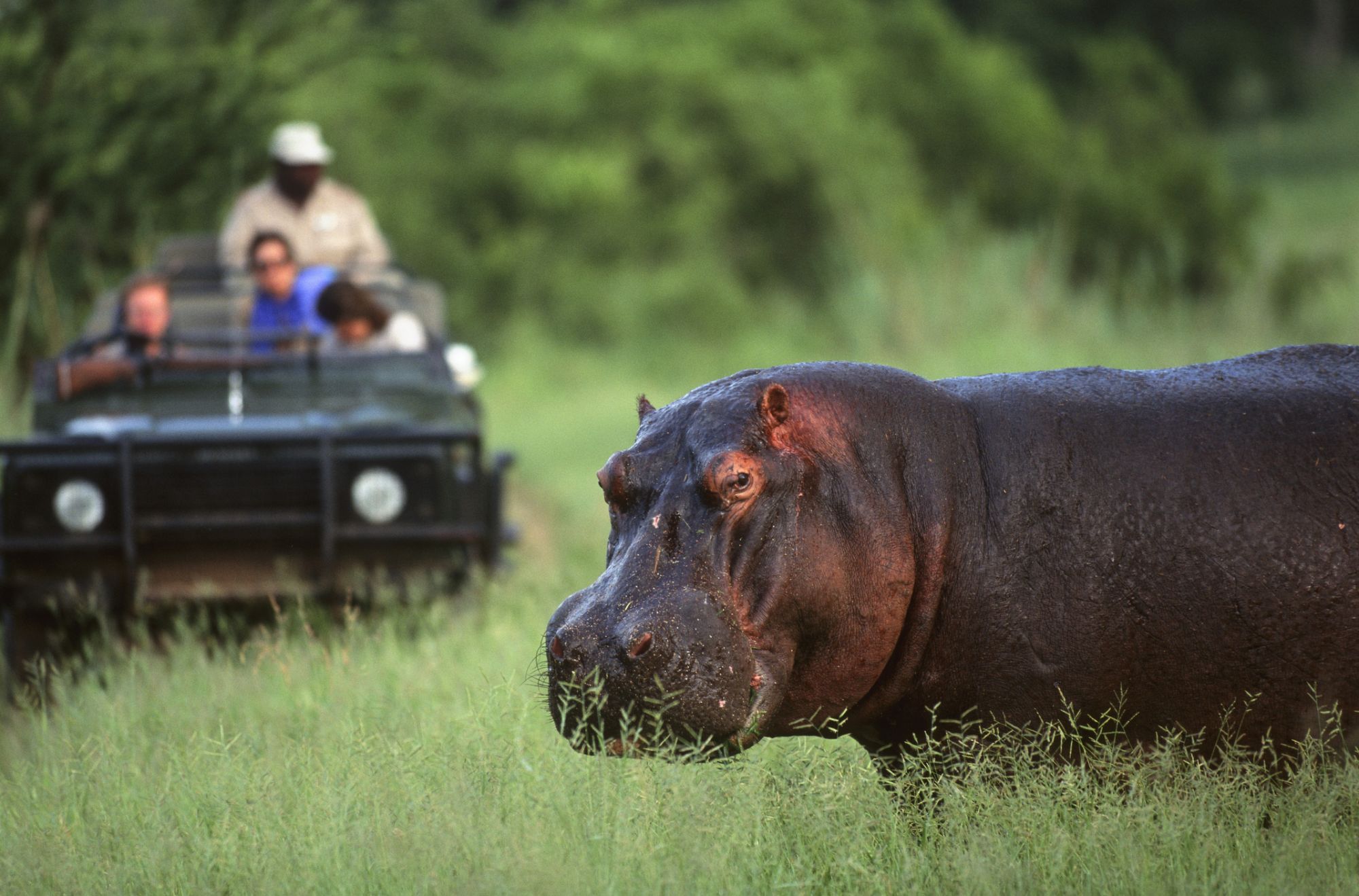 Ippopotami in un safari in Malawi, Africa