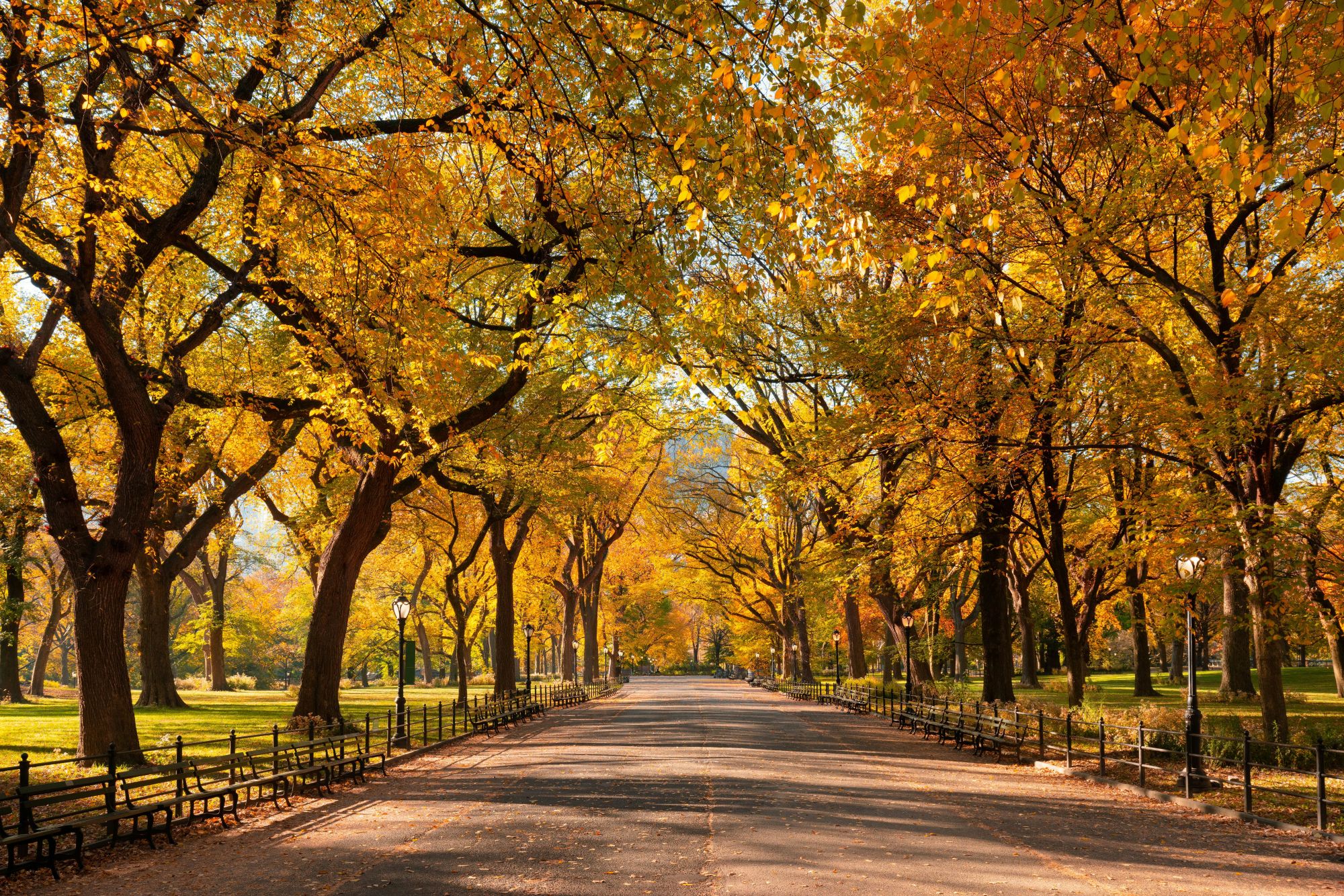Central Park in autunno. © francois-roux/Getty Images