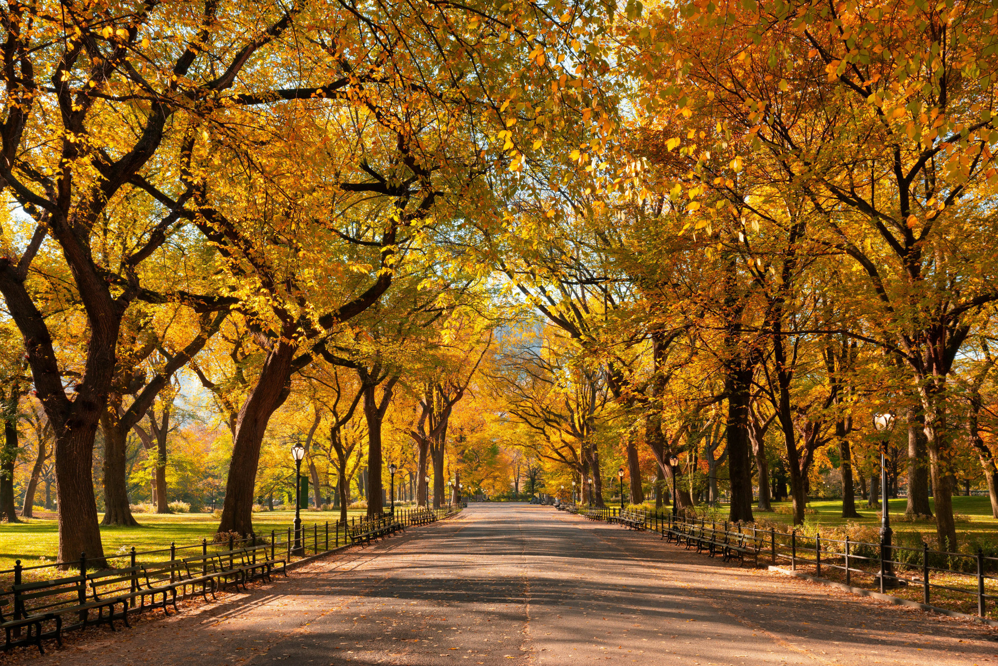 Central Park in autunno. © francois-roux/Getty Images