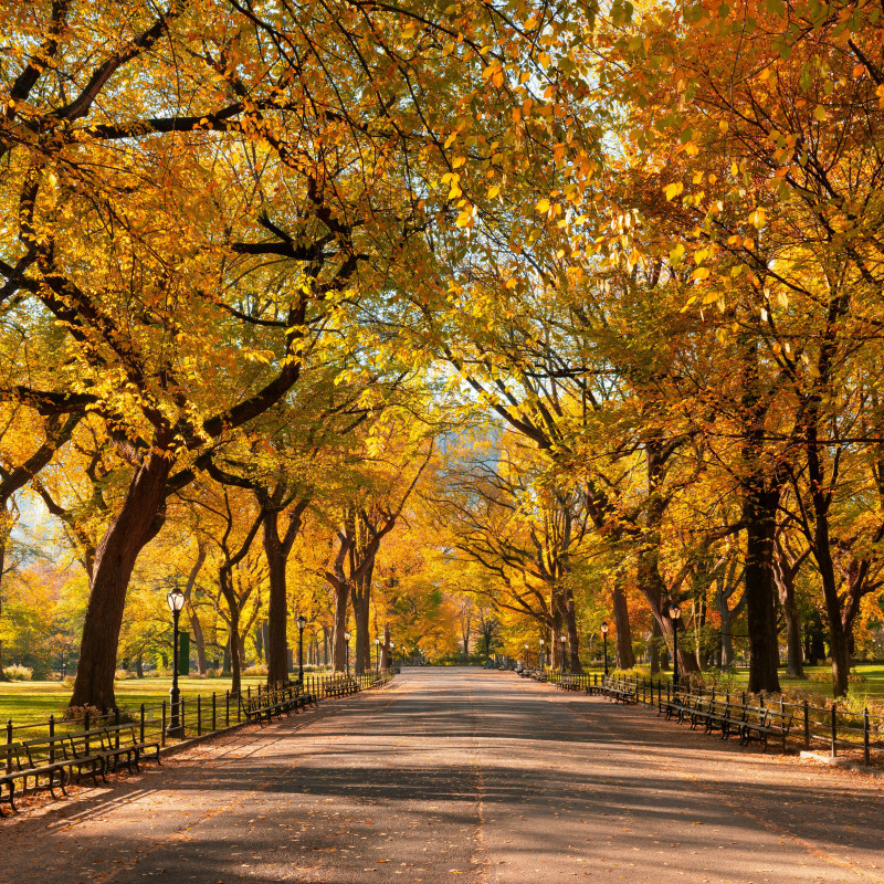 Central Park in autunno. © francois-roux/Getty Images