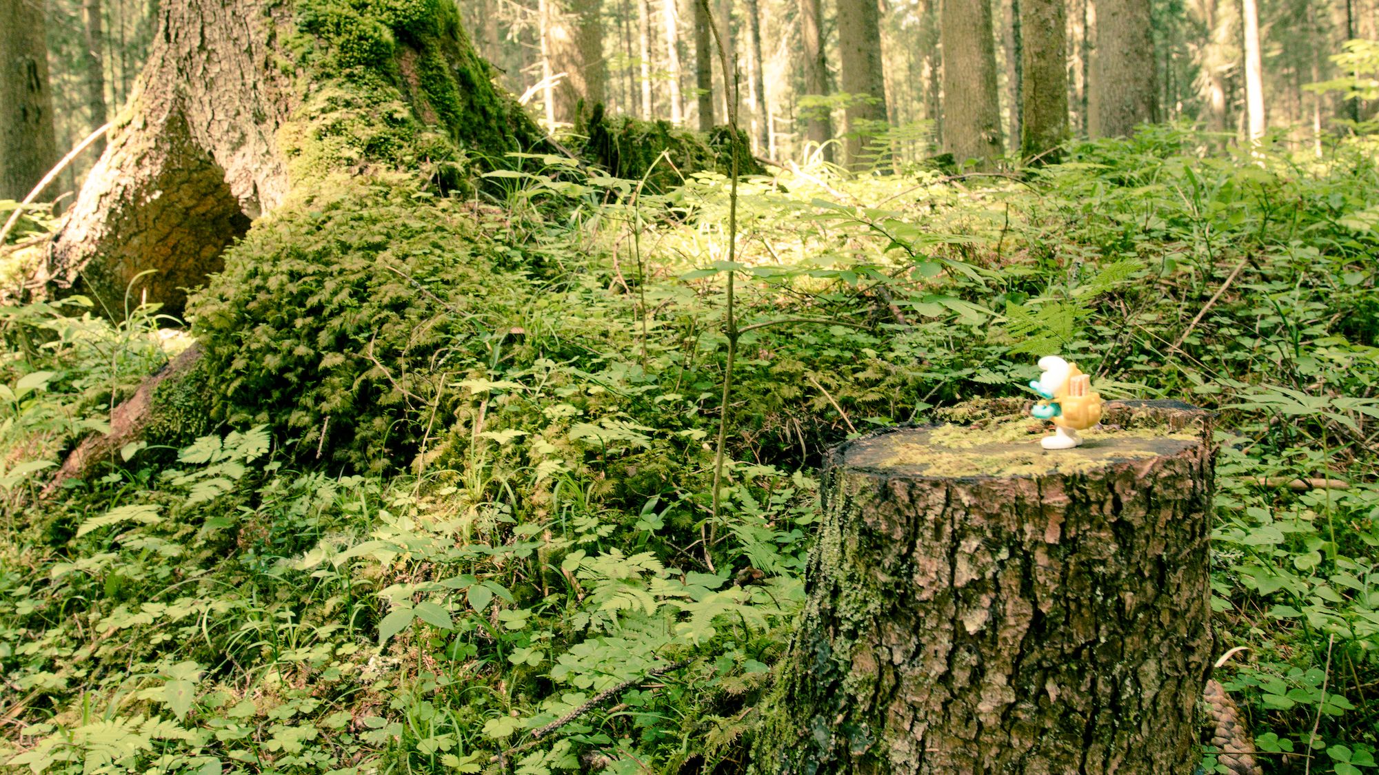 Nella foresta della Val Visdende ©Massimiliano Succi