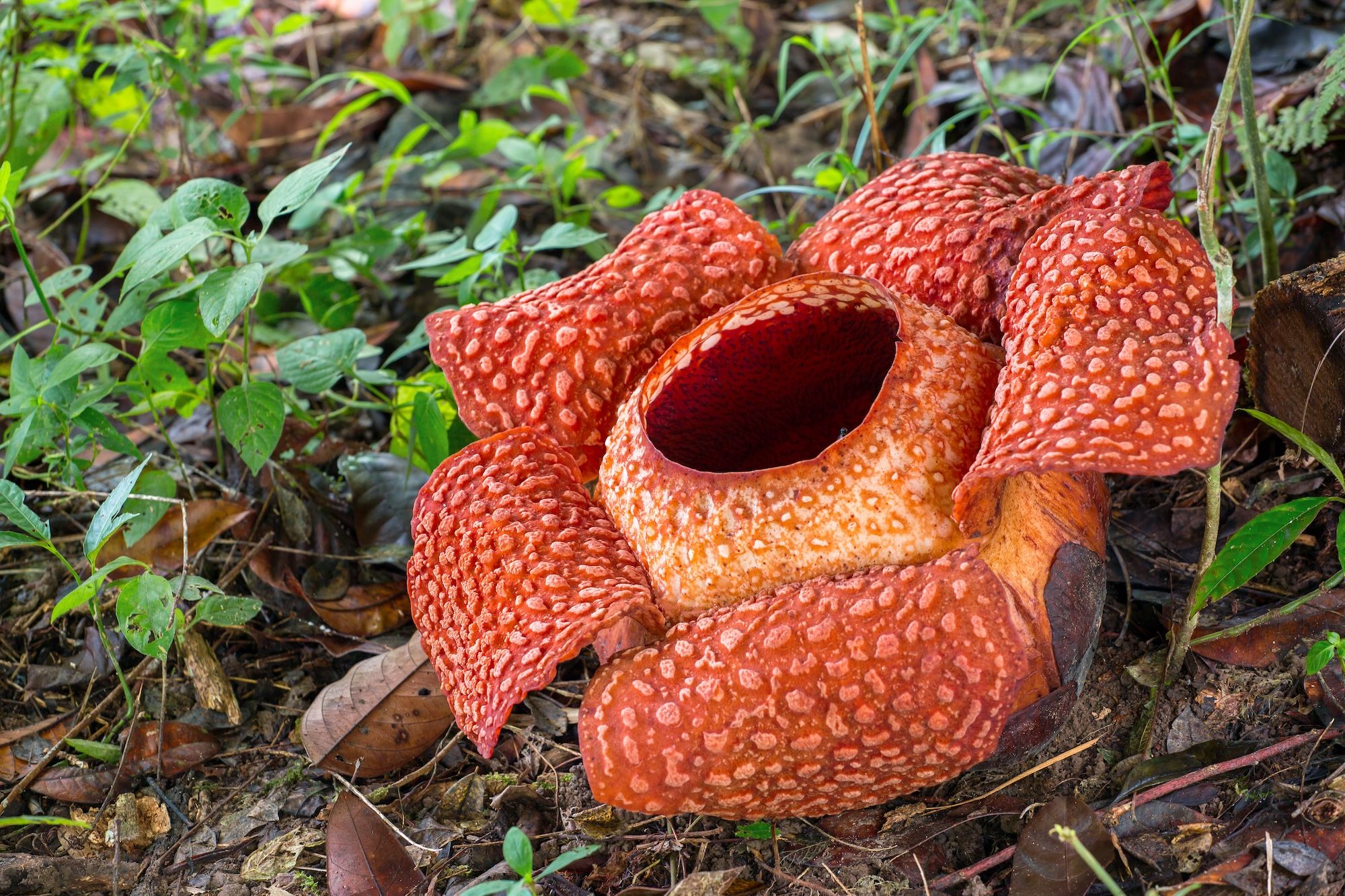 La rafflesia in fiore ©Mazur Travel/Shutterstock