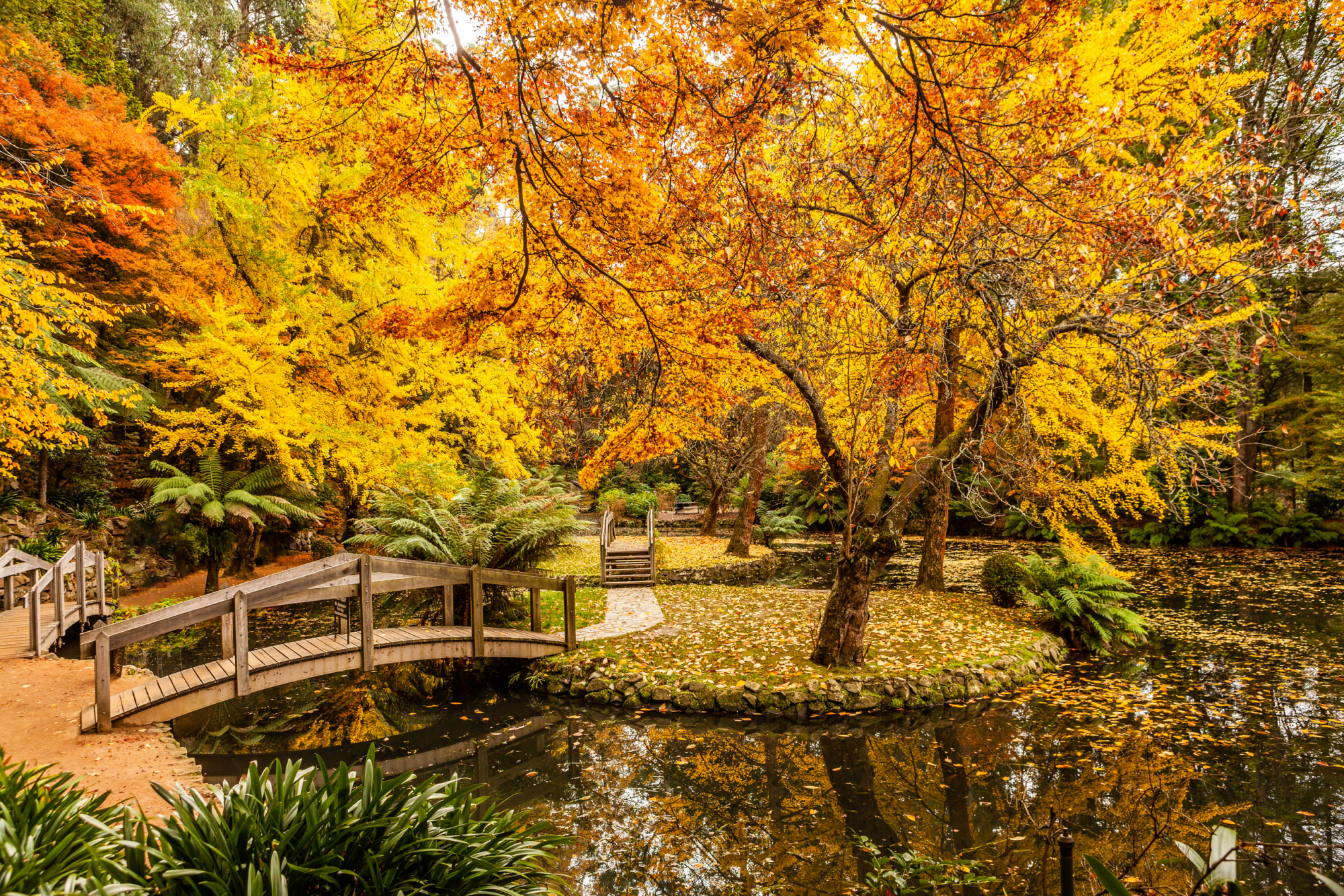 foliage in australia
