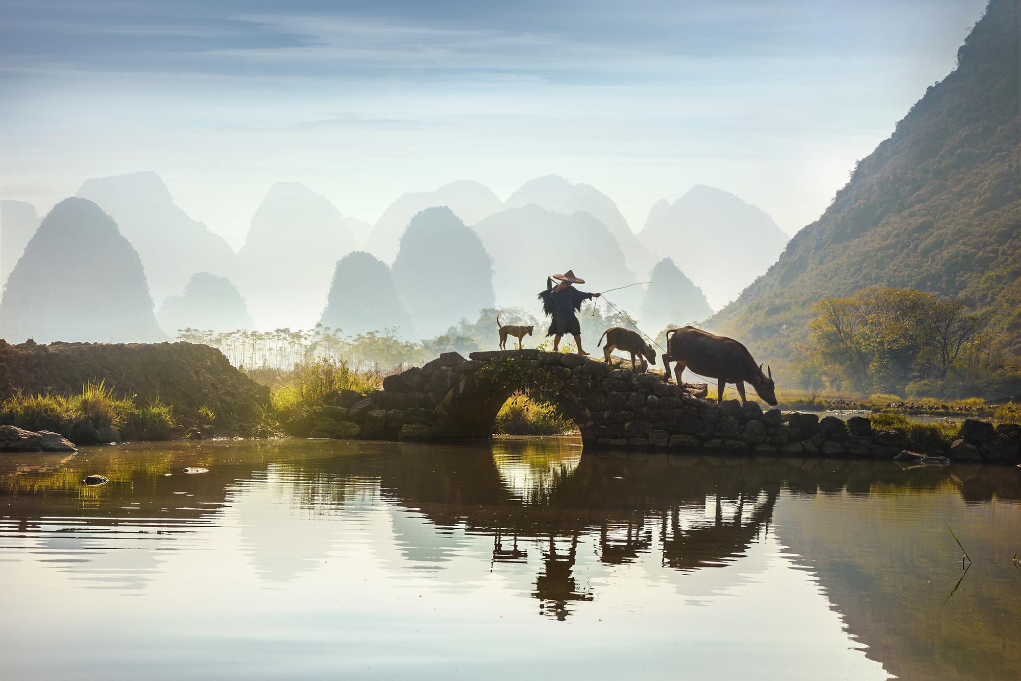 Bufali d'acqua nella provincia di Guangxi, Cina ©Getty Images
