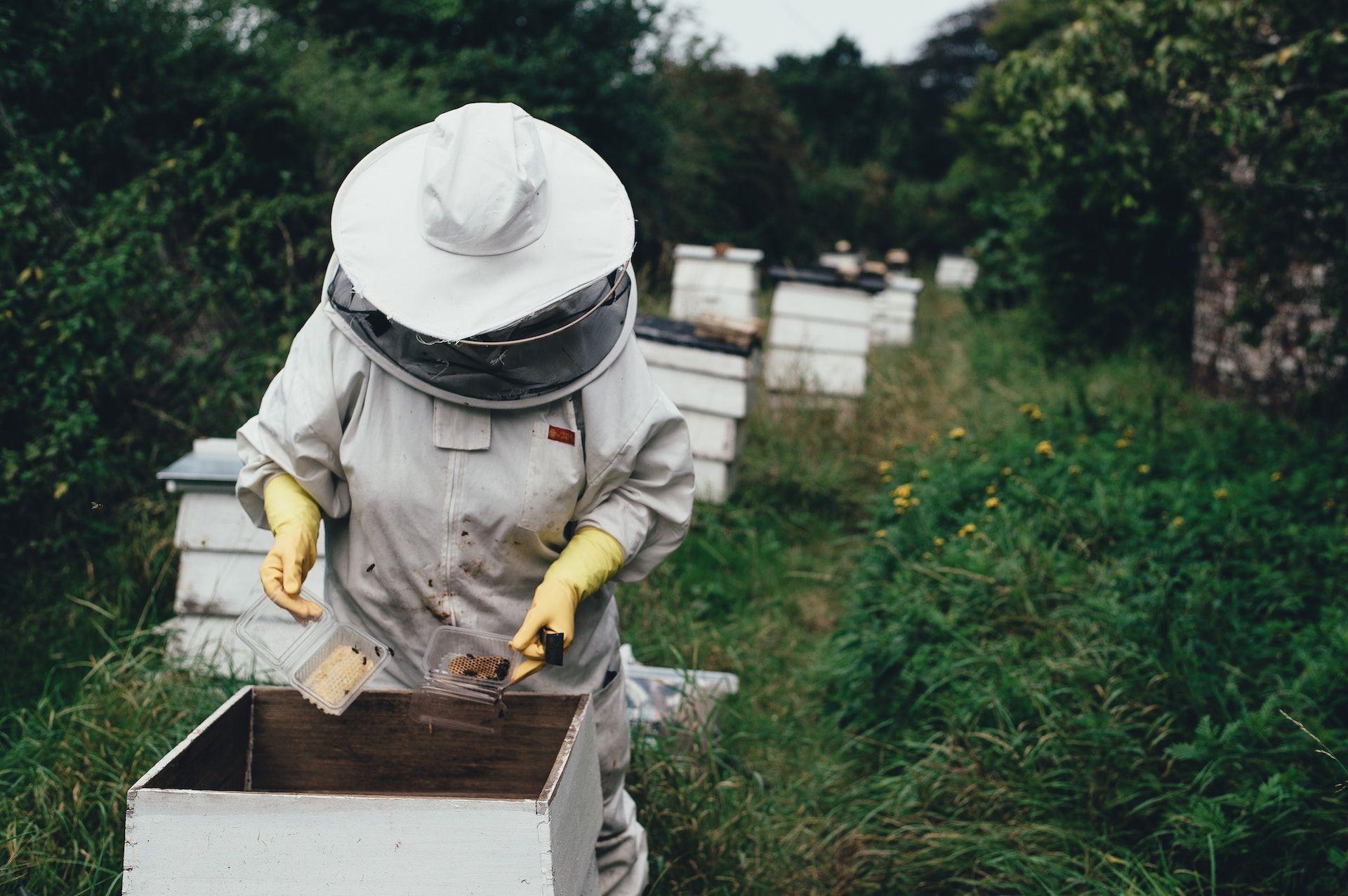 bee tourism