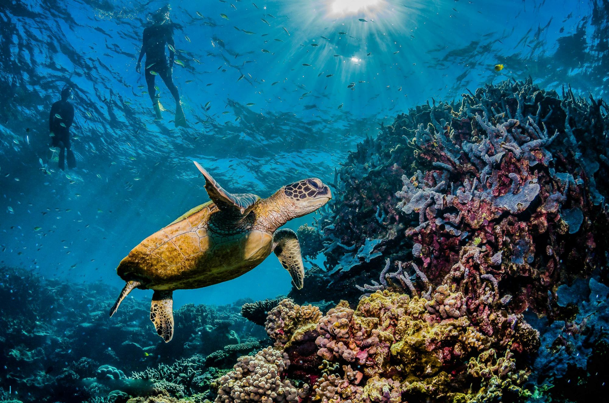 Niente vi preparerà ai colori della Grande Barriera Corallina australiana. © Aaronejbull87/Shutterstock