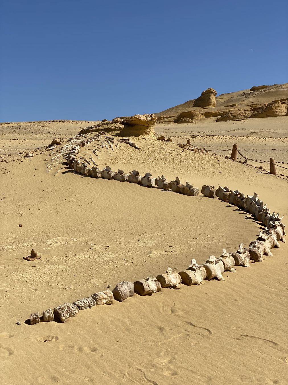 Scheletri dei precursori delle attuali balene a Wadi Al-Hitan ©Paola Scaccabarozzi