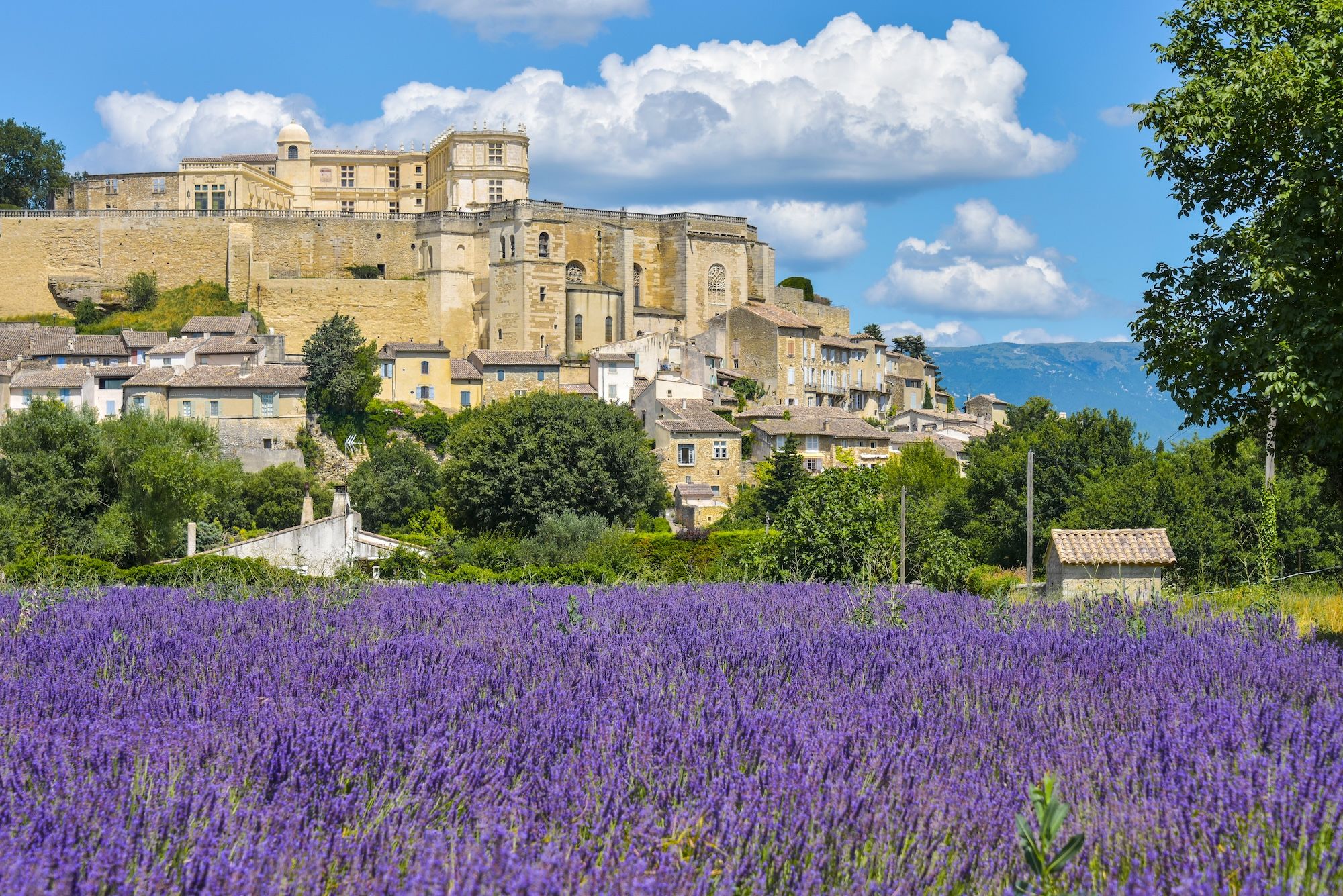Campi di lavanda a Château de Grignan @JFFotografie/Shutterstock