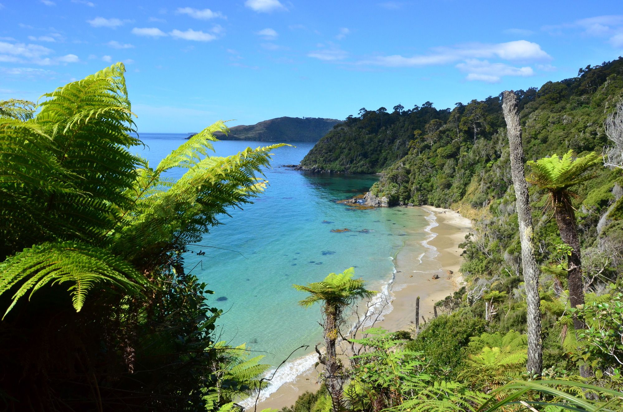 La costa rigogliosa di Rakiura ©R. Vickers/Shutterstock