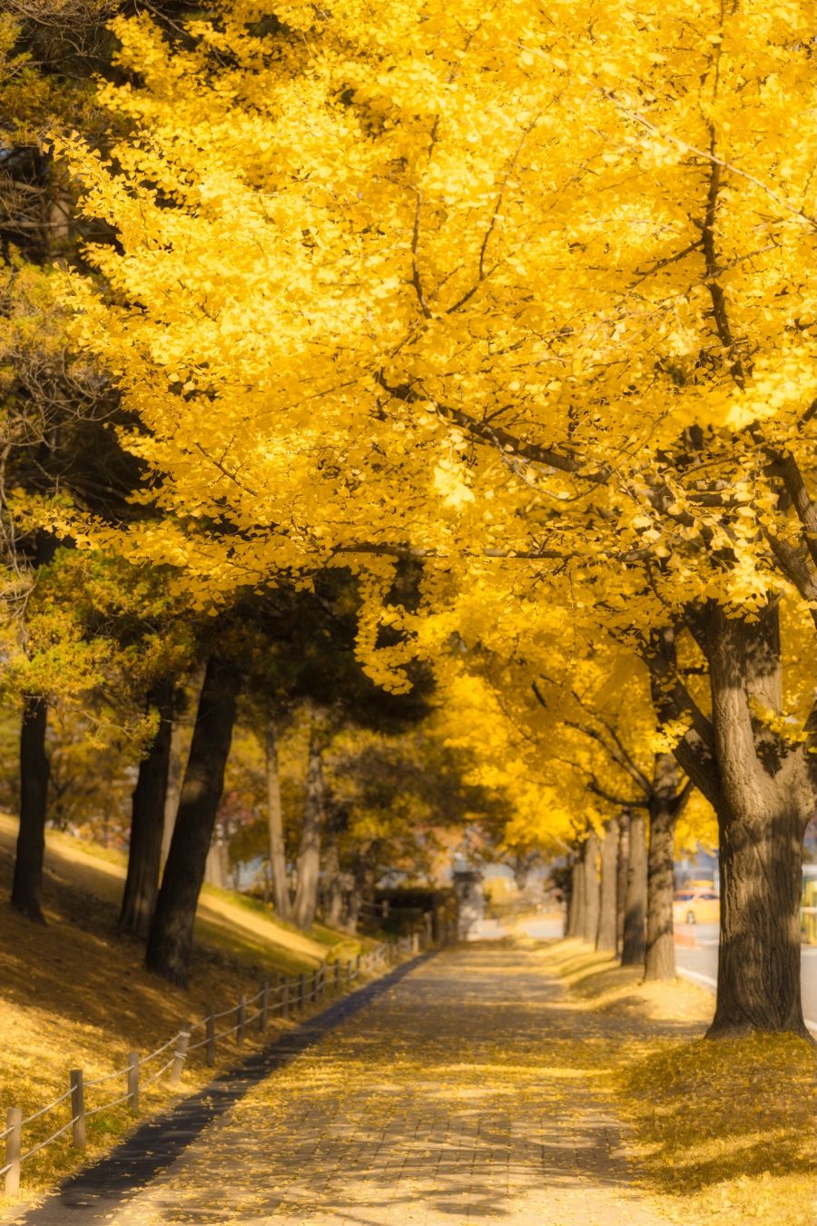 Il giallo intenso delle foglie di ginko in autunno ©Kittisak Chysree /Shutterstock