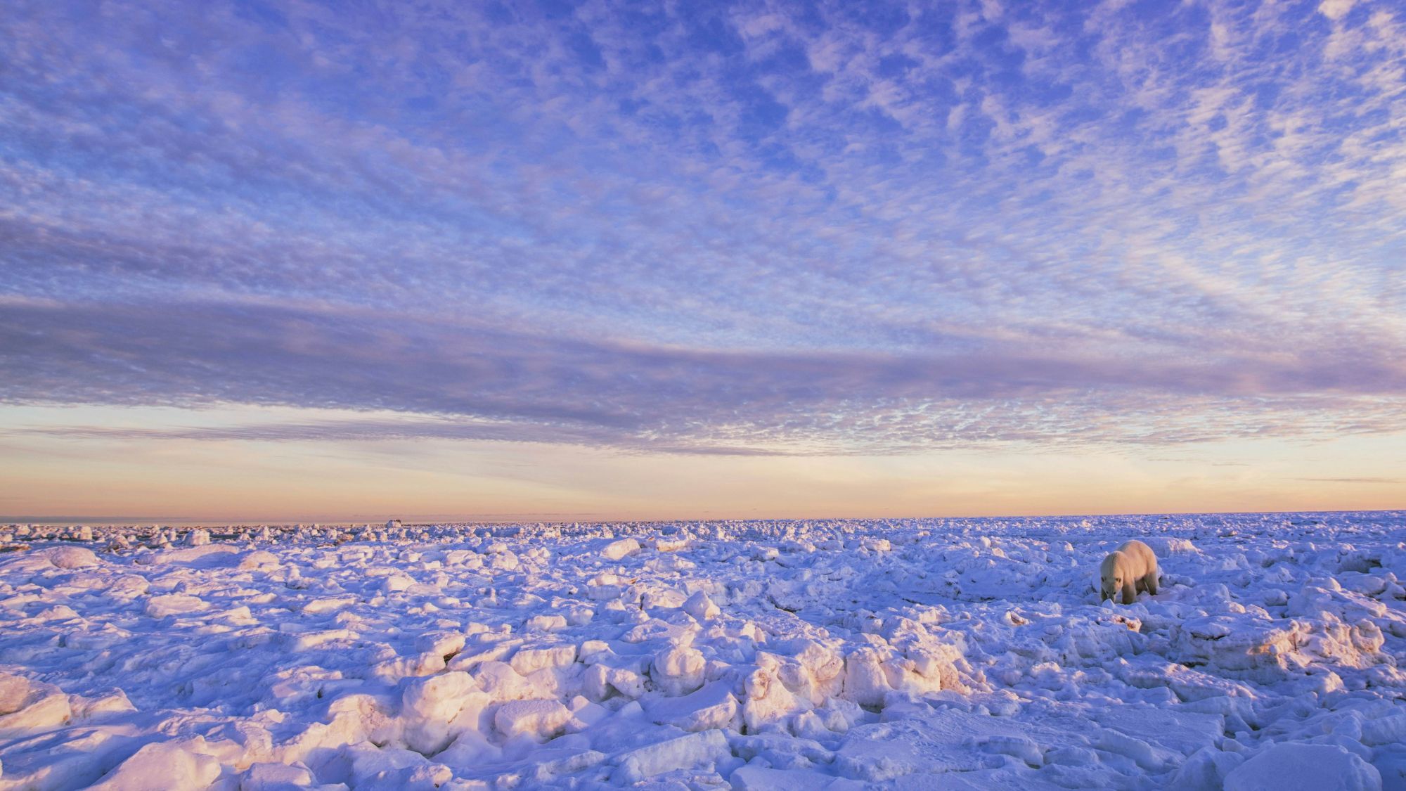 L’incontro con un orso polare è un’esperienza tra le più intense che si possano vivere nell’emisfero nord. © Robert Postma/Getty Images