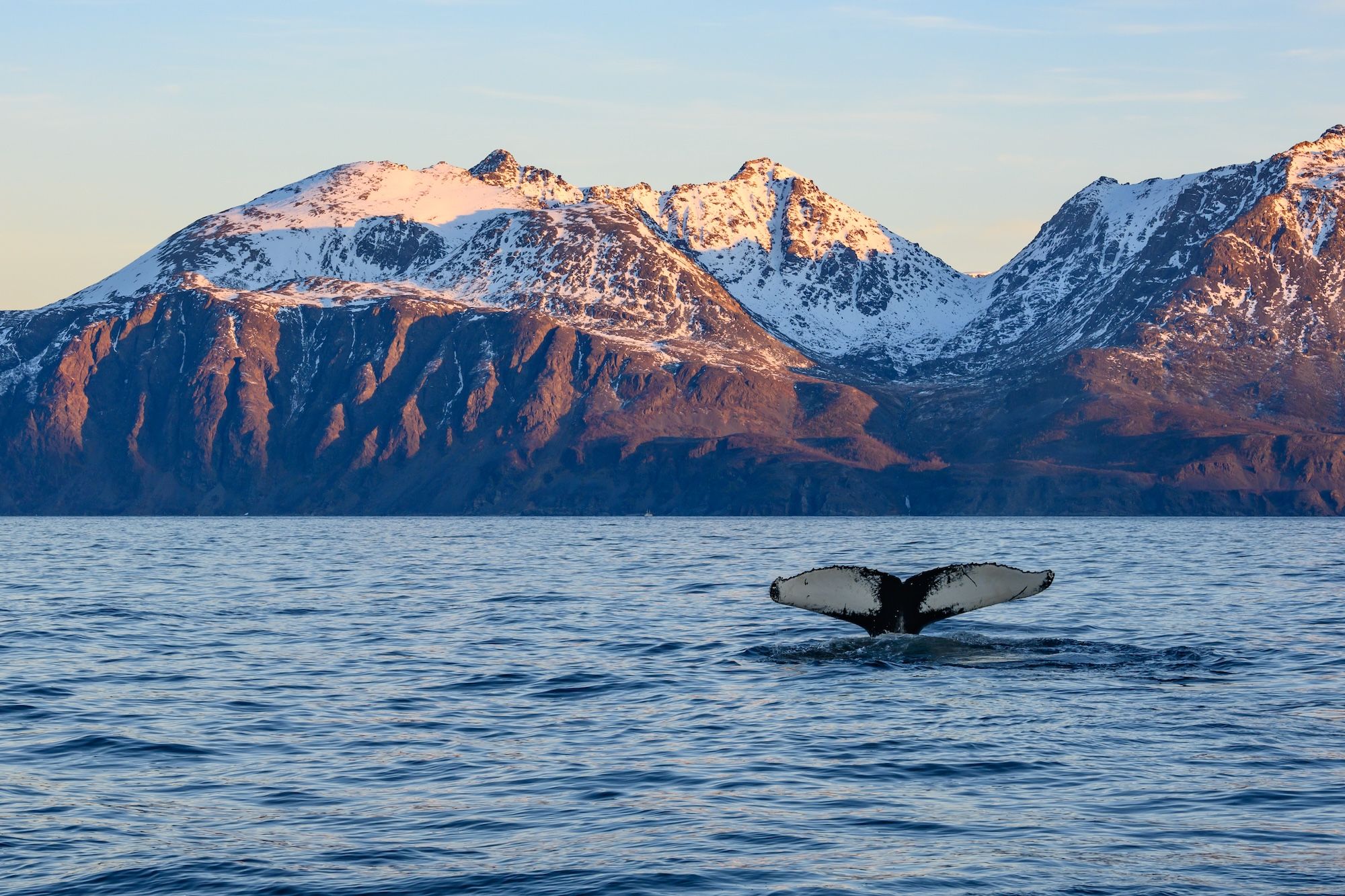 Whale watching tra i fiordi ©ChrisNoe/Shutterstock