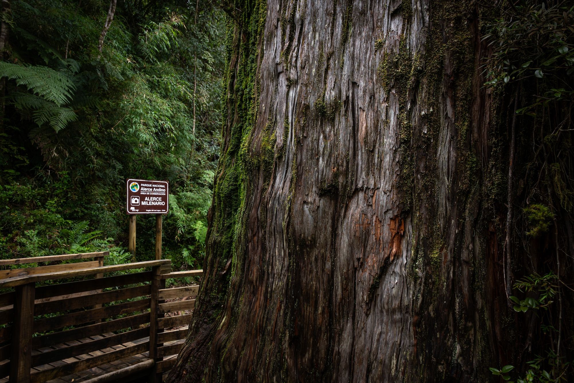 Un Alerce Milenario nel parco nazionale di Alerce Andino, vicino a Puerto Montt, Cile © Alex Maldonado Mancilla/Shutterstock