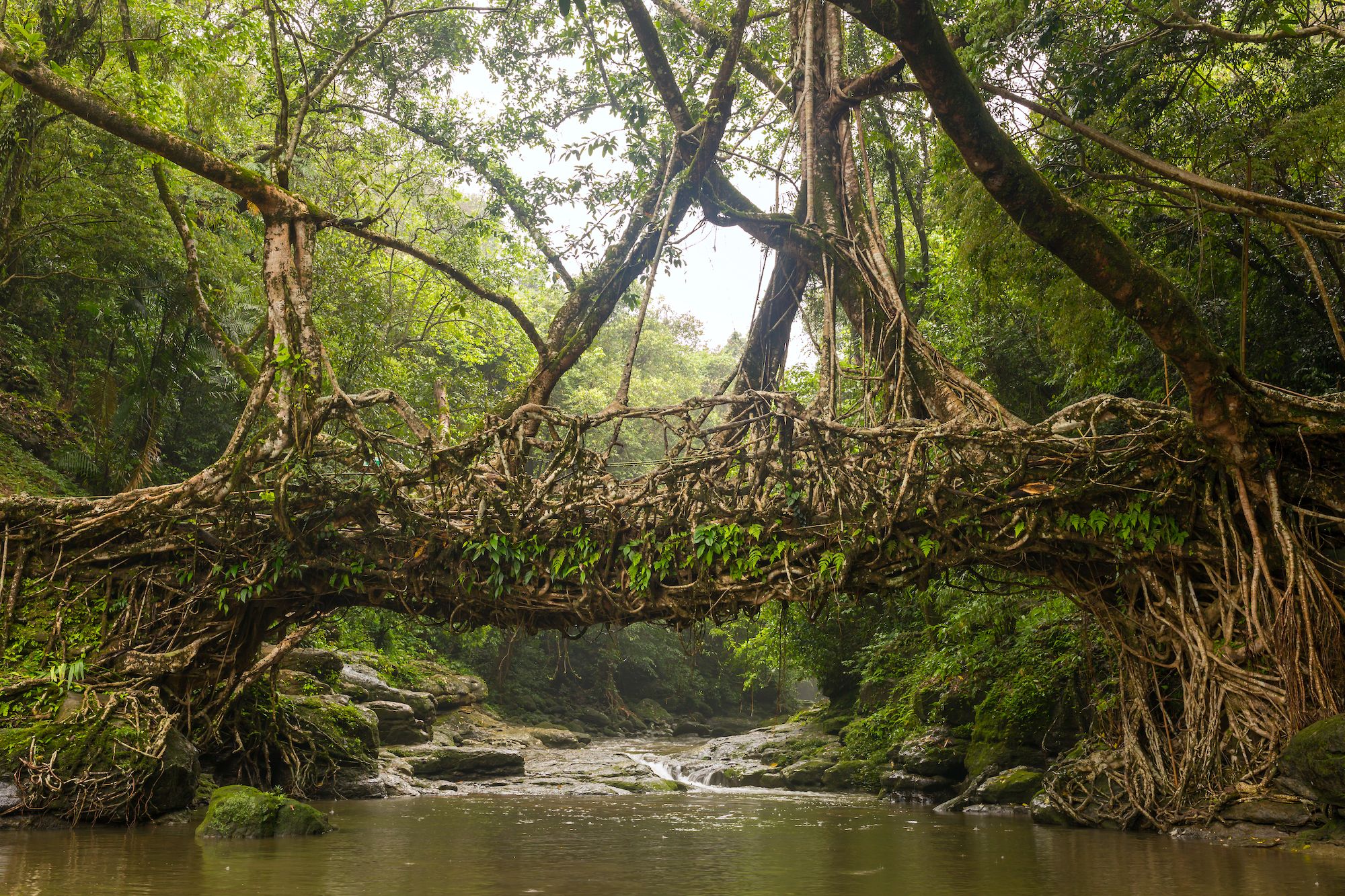 I ponti di radici del Meghalaya ©Mazur Travel