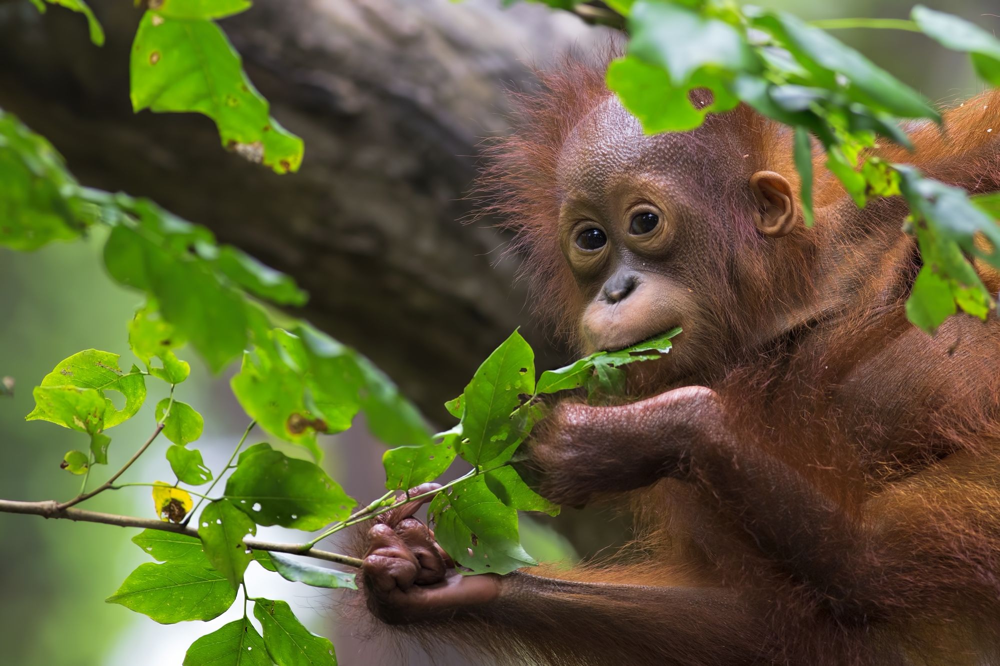 Orangutan nella giungla del Borneo, Malaysia ©Kjersti Busk Joergensen/500px