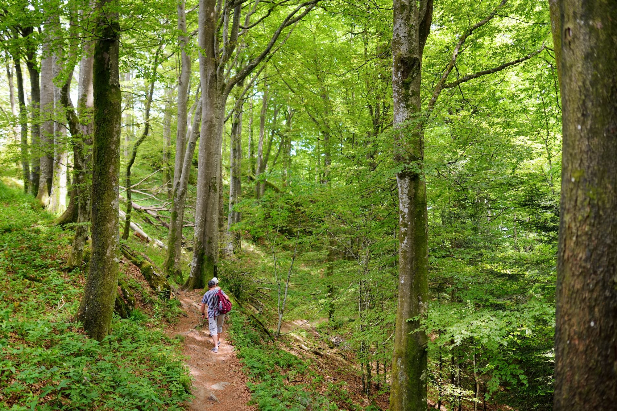 A spasso nel Parco Nazionale delle Foreste Casentinesi, Monte Falterona e Campigna ©MNStudio