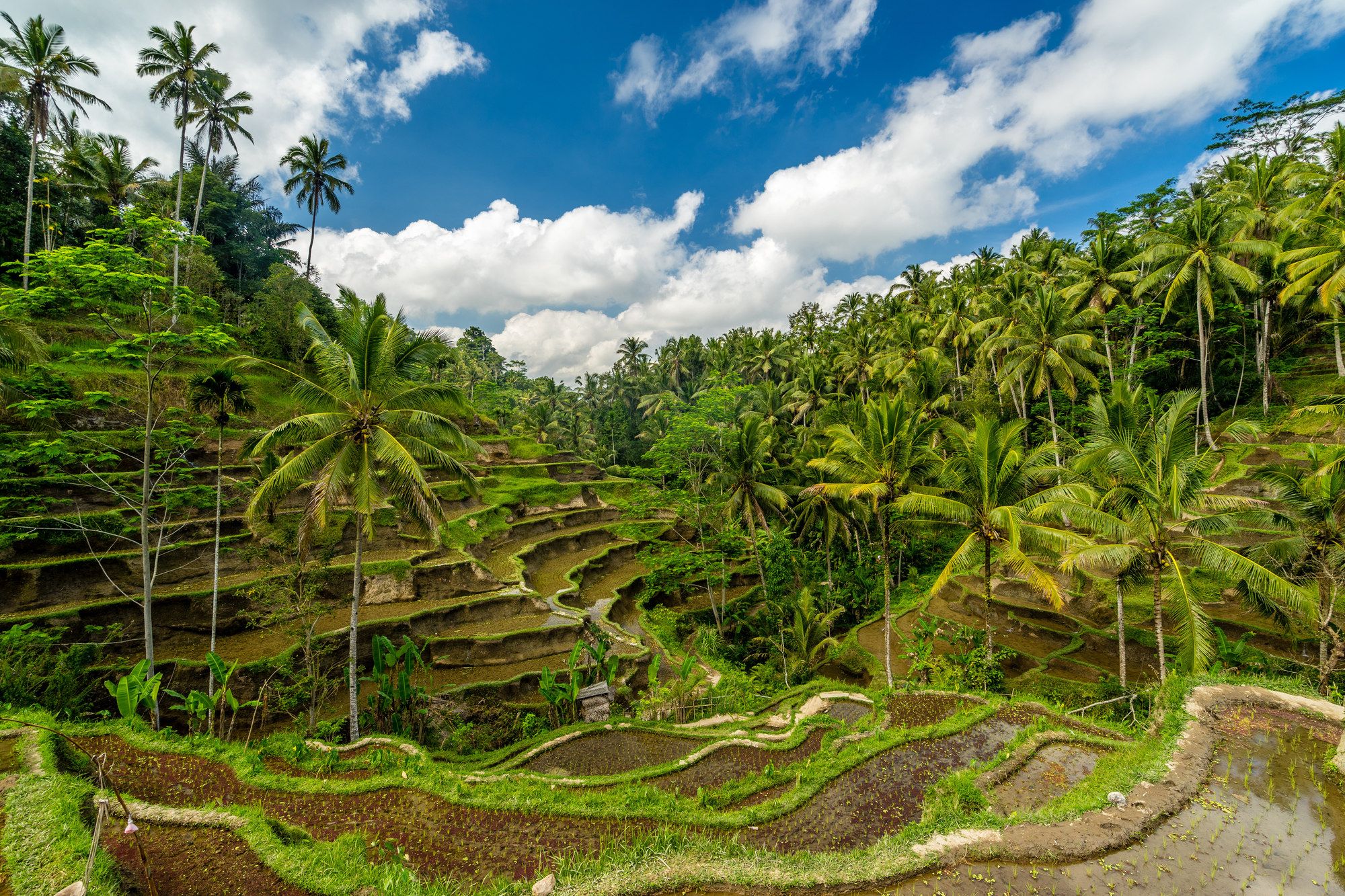 Risaie nei dintorni di Ubud ©K. Arjana/Shutterstock