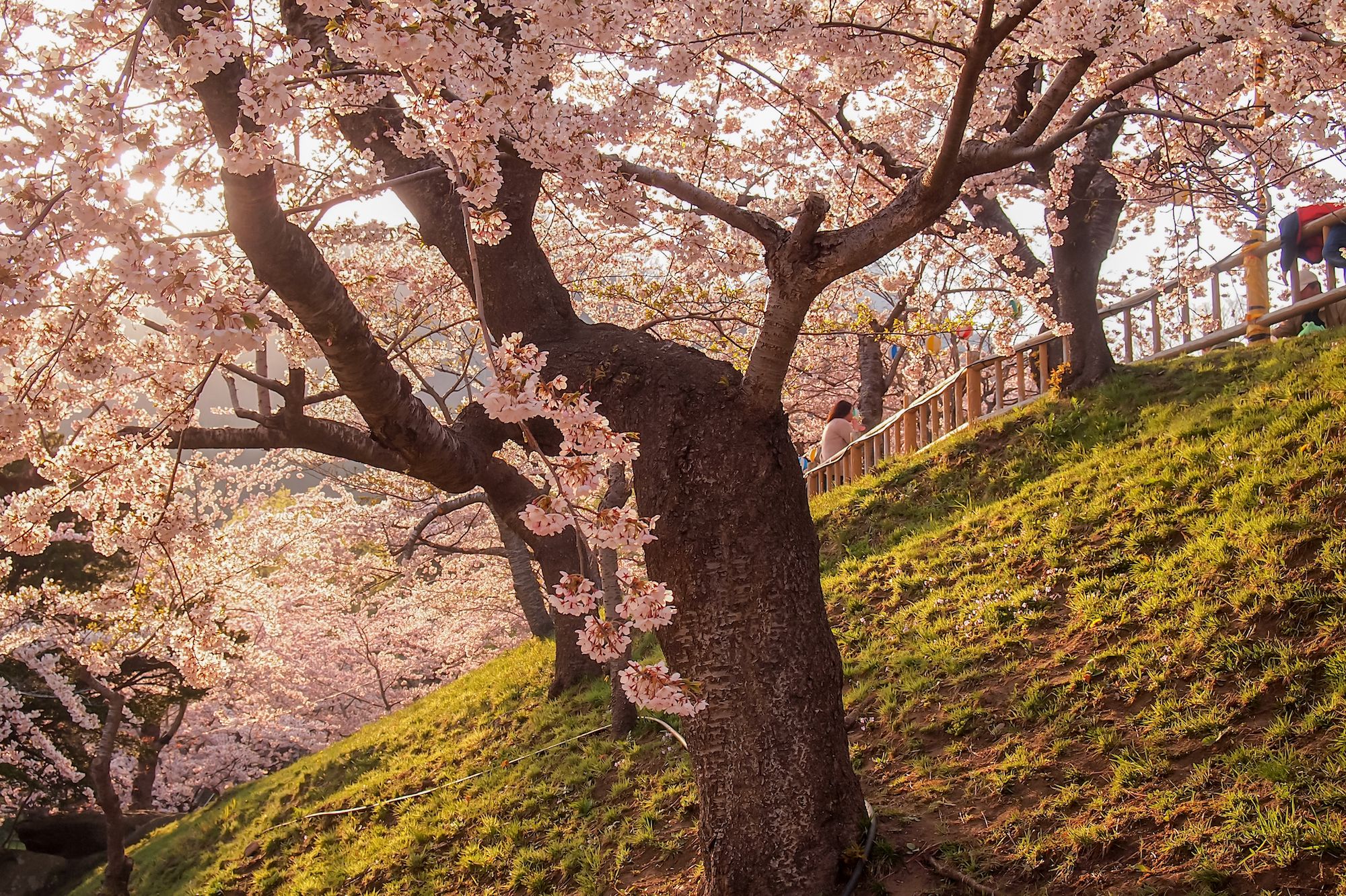 La fioritura al Hakodate Park in Hokkaido @Nathapon Triratanachat