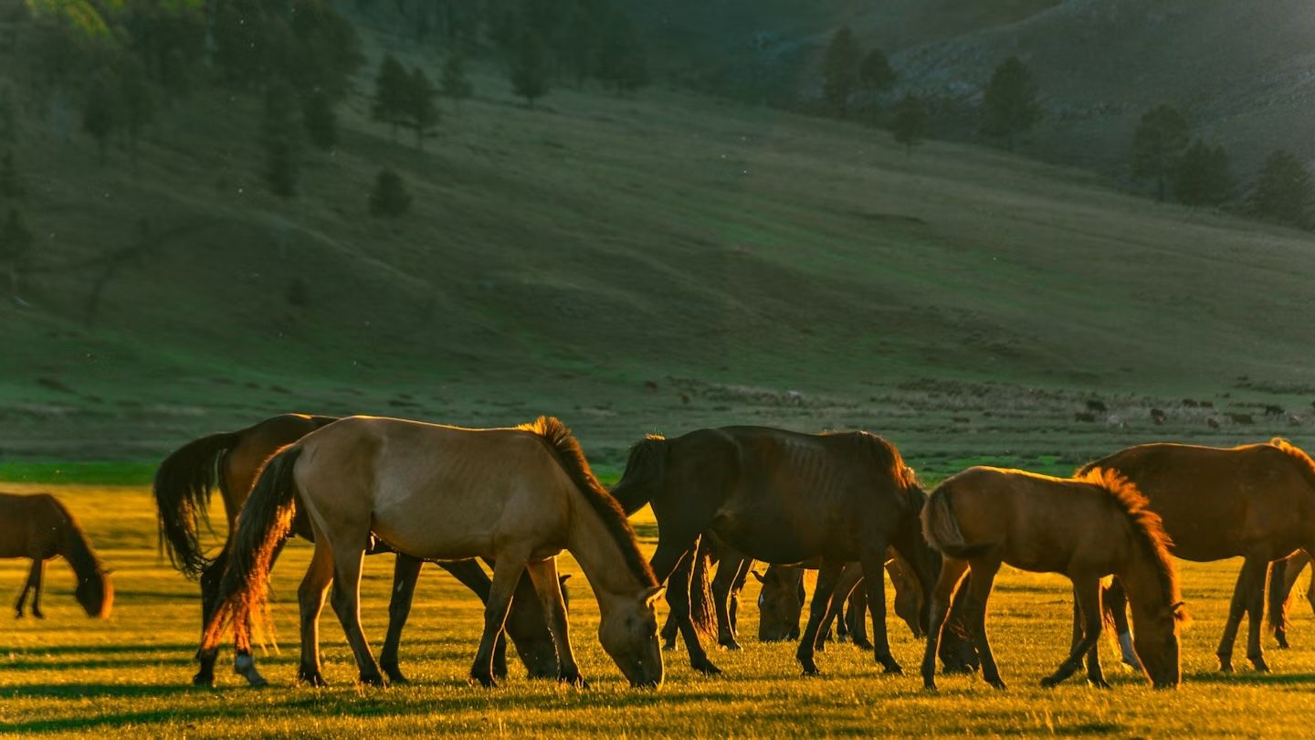 Cavalli a Selenge, Mongolia. GML/Getty Images
