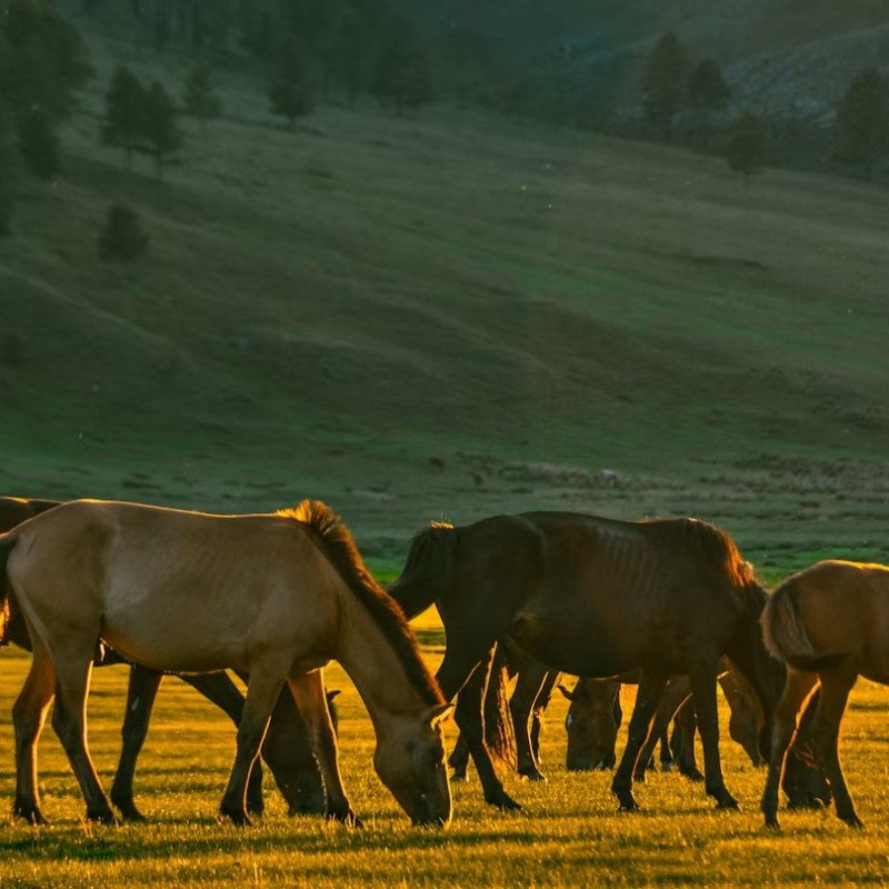 Cavalli a Selenge, Mongolia. GML/Getty Images