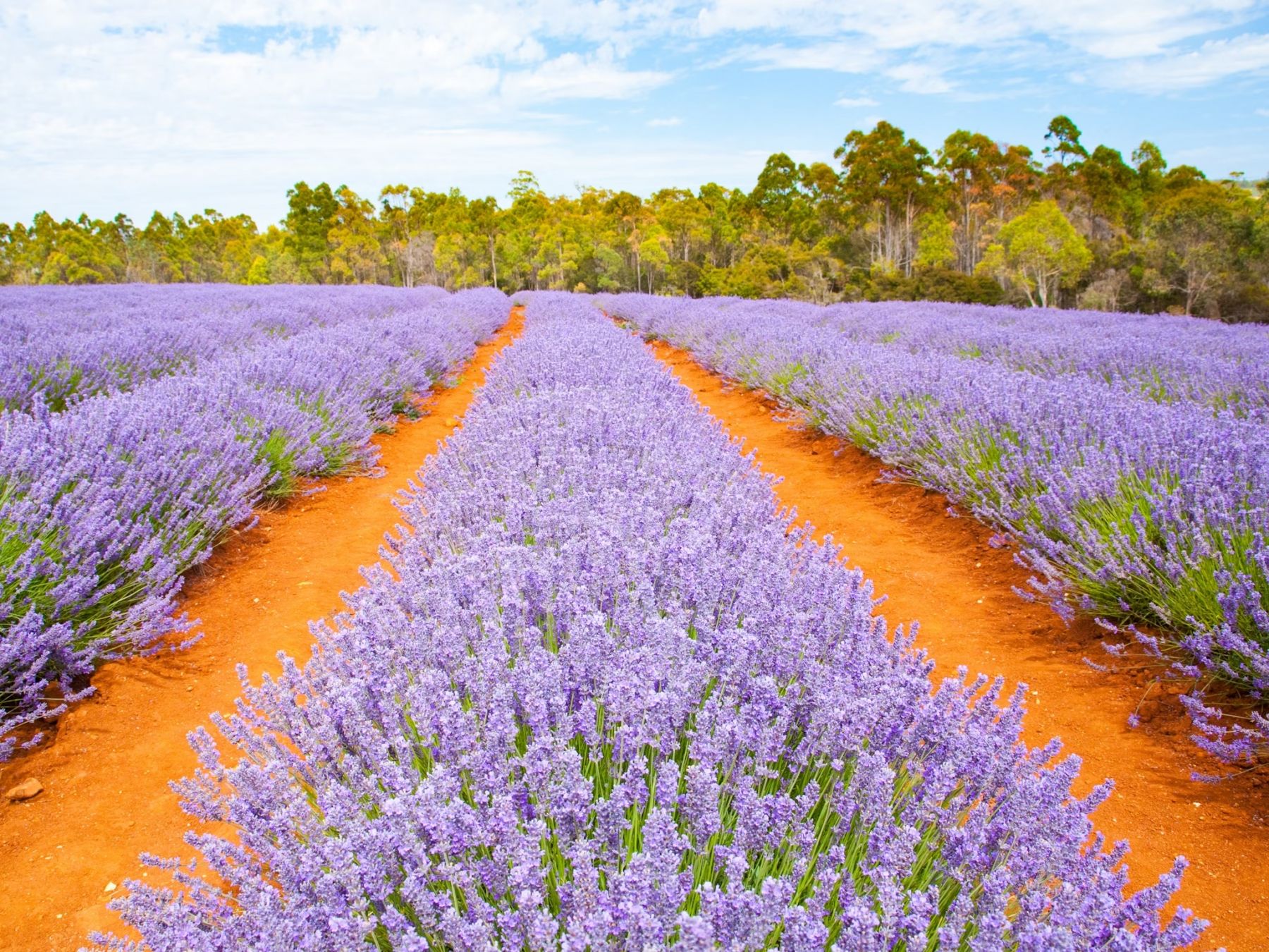 L’estate è il momento ideale per visitare la fattoria della lavanda di Bridestowe Lavender Estate. Ian Woolcock/Shutterstock
