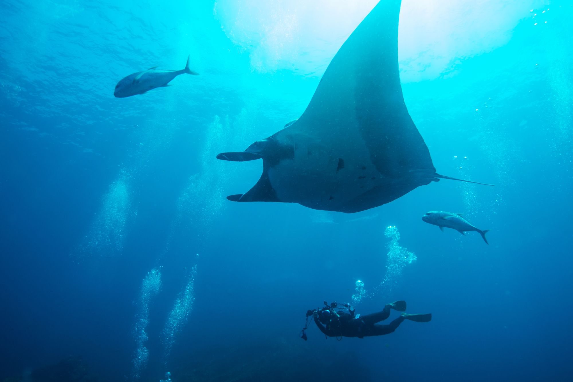 Le Isole Similan sono molto popolari per le immersioni ©kampee patisena/Getty Images