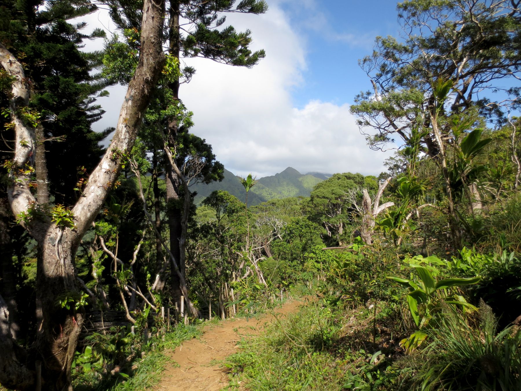 Il sentiero Kalawahine sul monte Tantalus a Oahu, Hawaii