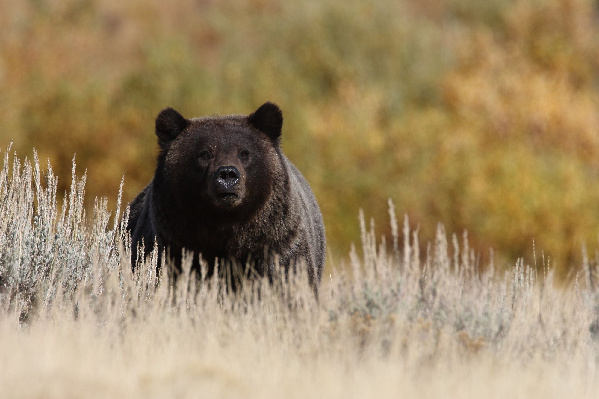 Orso grizzly nell'erba della Lamar Valley del Parco Nazionale di Yellowstone, Wyoming
