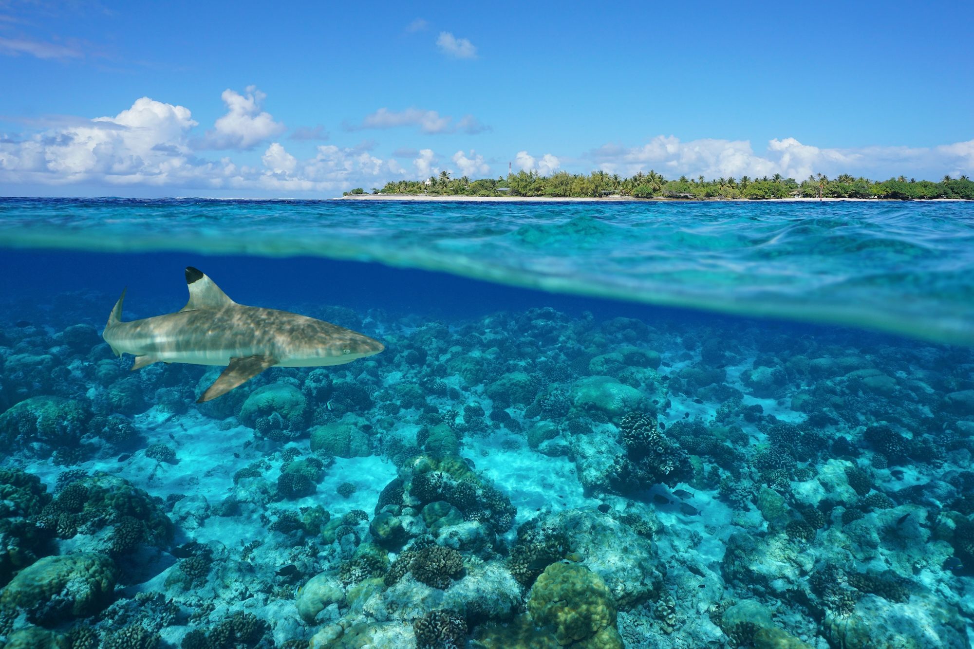 I fondali di Rangiroa ©Damsea/Shutterstock