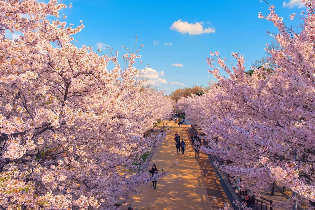 La magia dei ciliegi in primavera © Namo Akkharasit / Shutterstock