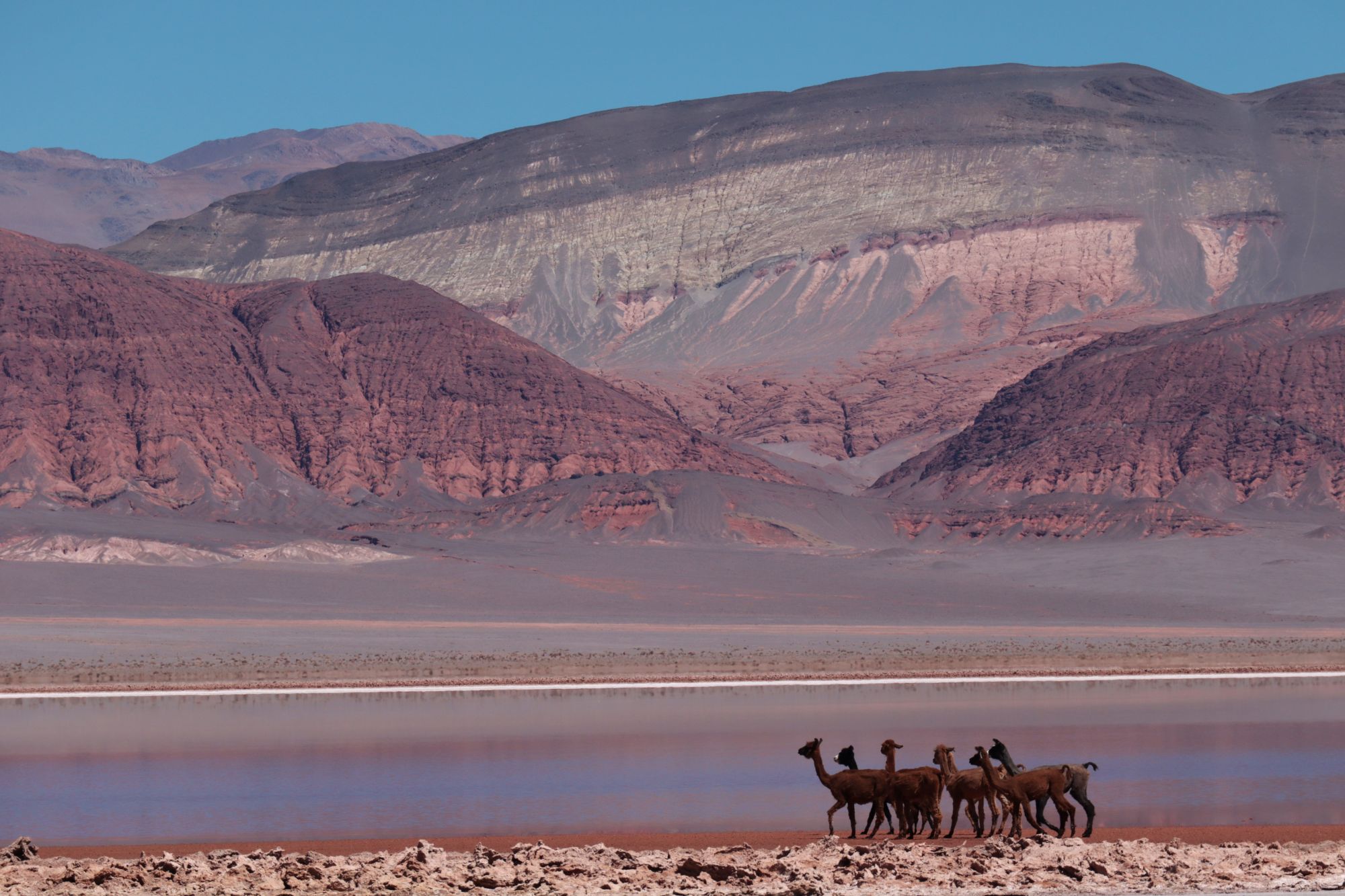 antofagasta de la sierra