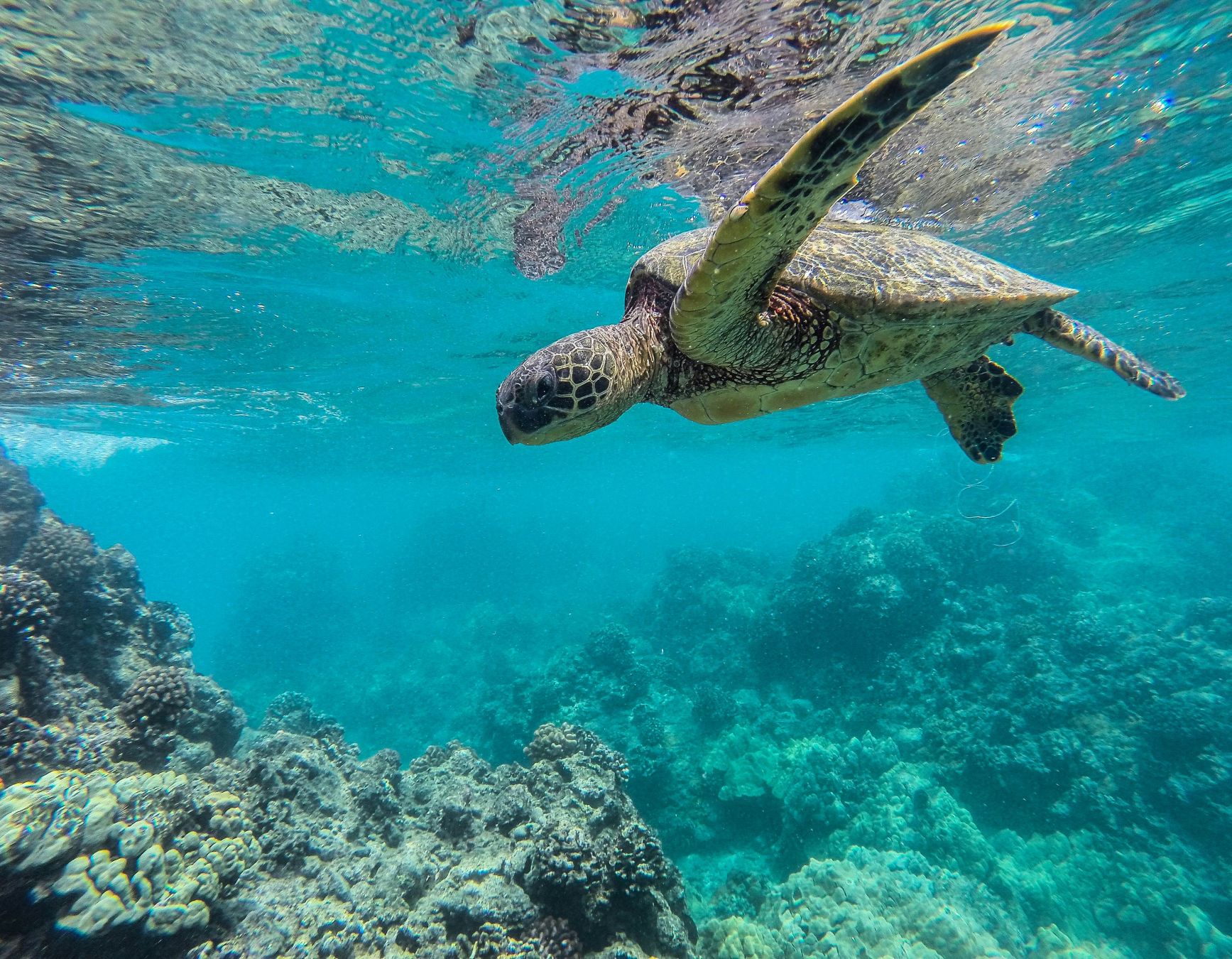 Una tartaruga verde nuota nella barriera corallina nelle acque di Lana‘i. © OverboardDadPhotography/Getty Images