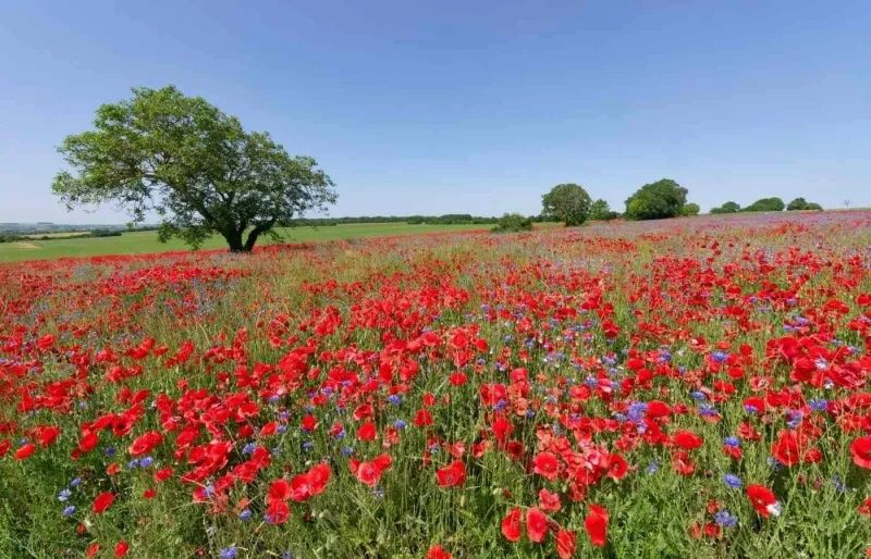 Il parco naturale regionale del Vexin offre un ambiente tranquillo per un weekend in campagna in Normandia. bensliman hassan - Shutterstock