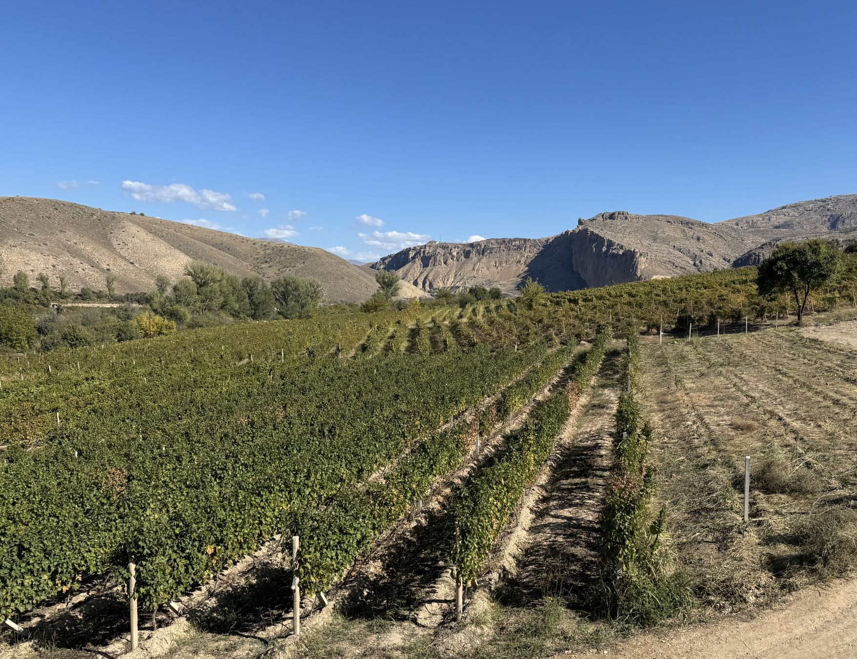 Vigne in Armenia. Credits Luigi Farrauto
