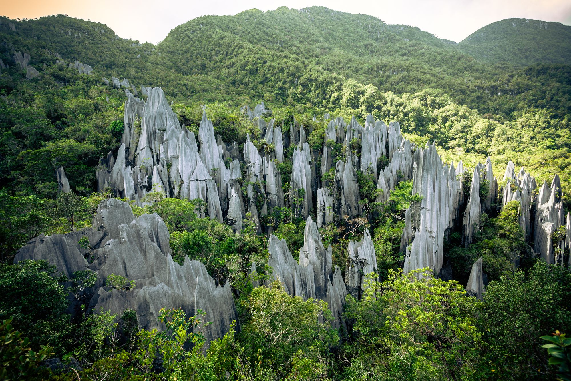 La singolare formazione geologica chiamata Pinnacles nel Gunung Mulu National Park, Borneo malese Getty Images/iStockphoto