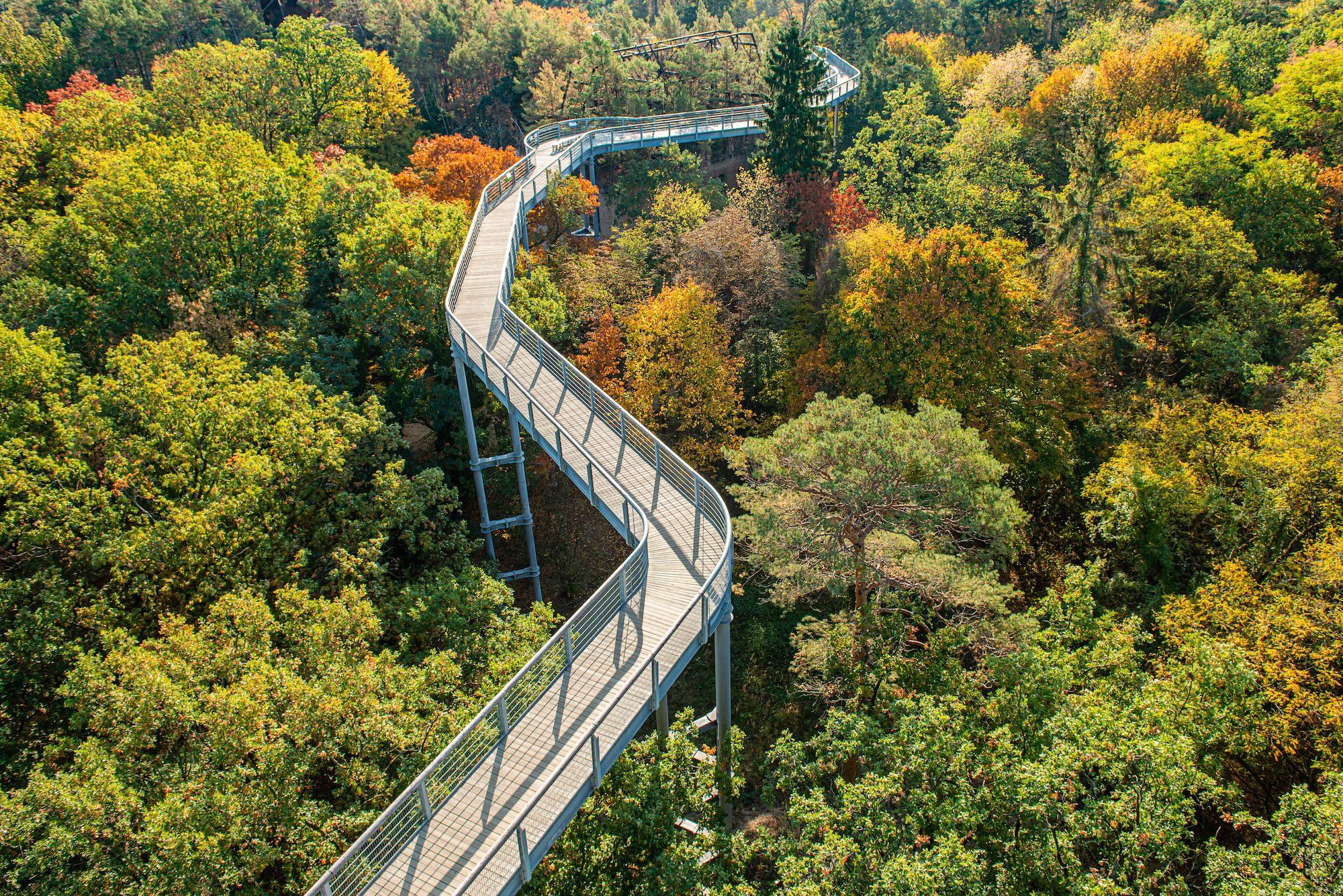 La passeggiata sopraelevata nella Foresta di Beelitz ©Ryszard Filipowicz/Shutterstock